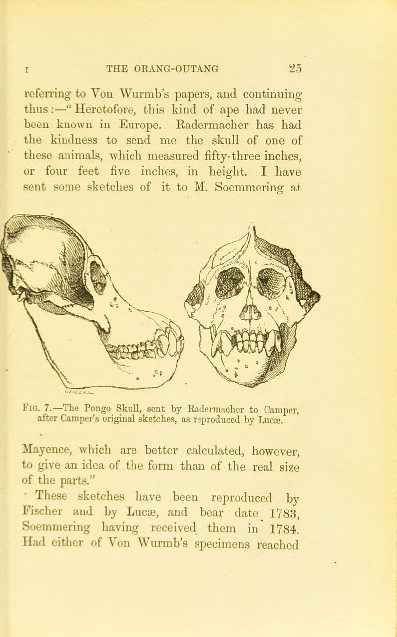 referring to Yon Wurmb’s papers, and continuing thus:—“ Heretofore, this kind of ape had never been known in Europe. Eadermacher has had the kindness to send me the skull of one of these animals, which measured fifty-three inches, or four feet five inches, in height. I have sent some sketches of it to M. Soemmering at O Fig. 7.—The Pongo Skull, sent by Radermacher to Camper, after Camper’s original sketches, as reproduced by Lucie. Mayence, which are better calculated, however, to give an idea of the form than of the real size of the parts.” ' These sketches have been reproduced by Fi.scher and by Lucte, and bear date 178.3, Soemmering having received them in 1784. Hcul either of Von Wurmb’s specimens reached