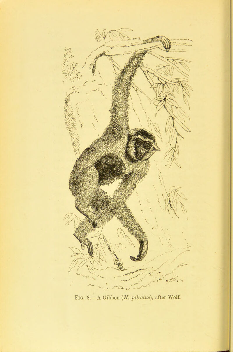 Fig. 8.—A Gibbon {H. pilcatiis), after Wolf.