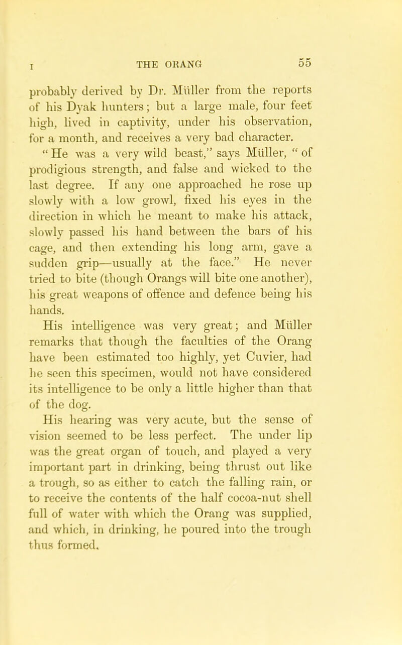 1 probably derived by Dr. Muller from the reports of his Dyak hunters; but a large male, four feet high, lived in captivity, under his observation, for a month, and receives a very bad character, “ He was a very wild beast,” says Muller, “ of prodigious strength, and false and wicked to the last degree. If any one approached he rose up slowly with a low growl, fixed his eyes in the direction in which he meant to make his attack, slowly passed his hand between the bars of his cage, and then extending his long arm, gave a sudden gi’ip—usually at the face.” He never tried to bite (though Orangs will bite one another), his great weapons of offence and defence being his hands. His intelligence was very great; and Midler remarks that though the faculties of the Orang have been estimated too highly, yet Cuvier, had he seen this specimen, would not have considered its intelligence to be only a little higher than that of the dog. His hearing was very acute, but the sense of vision seemed to be less perfect. The under lip was the great organ of touch, and played a very important part in drinking, being thrust out like a trough, so as either to catch the falling rain, or to receive the contents of the half cocoa-nut shell full of water with which the Orang Avas supplied, and which, in drinking, he poured into the trough thus formed.