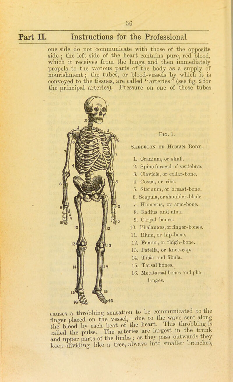 one side do not communicate with those of the opposite side ; the left side of the heart contains pure, red blood, which it receives from the lungs, and then immediately propels to the various parts of the body as a supply of nourishment; the tubes, or blood-vessels by which it is conveyed to the tissues, are called “ arteries ” (see fig. 2 for the principal arteries). Pressure on one of these tubes Fig. 1. Skeleton of Human Body. 1. Uranium, or skull. 2. Spine formed of vertebral. 3. Clavicle, or collar-bone. 4. Costas, or ribs. 5. Sternum, or breast-bone. G. Scapula, or shoulder-blade. 7. Humerus, or arm-bone. 8. Radius and ulna. 9. Carpal bones. 10. Phalanges, or finger-bones. 11. Ilium, or hip-bone. 12. Femur, or thigh-bone. 13. Patella, or knee-cap. 14. Tibia and fibula. 15. Tarsal bones. 1G. Metatarsal bones and pha- langes. causes a throbbing sensation to be communicated to the fincrer placed on the vessel,—due to the wave sent along the blood by each beat of the heart. This throbbing is called the pulse. The arteries are largest m the trunk and upper parts of the limbs ; as they pass outwai ds they keep dividing like a tree, always into smaller oranclies,