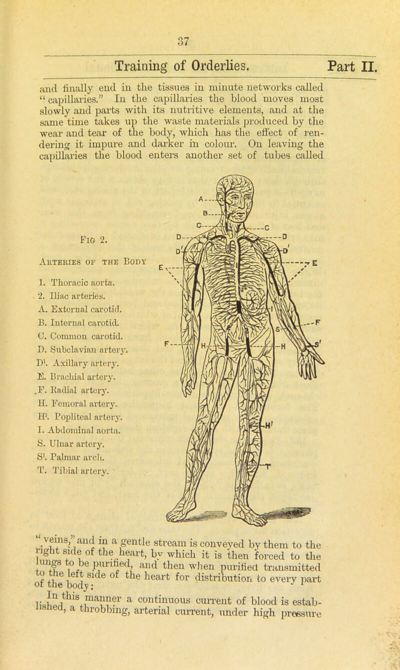 O/ and finally end in the tissues in minute networks called “ capillaries.” In the capillaries the blood moves most slowly and parts with its nutritive elements, and at the same time takes up the waste materials produced by the wear and tear of the body, which has the effect of ren- dering it impure and darker in colour. On leaving the capillaries the blood enters another set of tubes called Fig 2. Auteiiies of the Body 1. Thoracic aorta. 2. Iliac arteries. A. External carotid. B. Internal carotid. 0. Common carotid. D. Subclavian artery. D1. Axillary artery. E. Brachial artery. .F. Radial artery. H. Femoral artery. H1. Popliteal artery. 1. Abdominal aorta. S. Ulnar artery. S'. Palmar arch. T. Tibia! artery. _veins, and in a gentle stream is conveyed by them to the right side of the heart, by which it is then forced to the /U!?s ,°c,)e PiUrl^ec,l’ ;U1<1 then when purified transmitted of the bodySK e °f the heart for distribution to every part uJ,!! ithlVna??er a continuous current of blood is estab- ’ a throbbing, arterial current, under high pressure