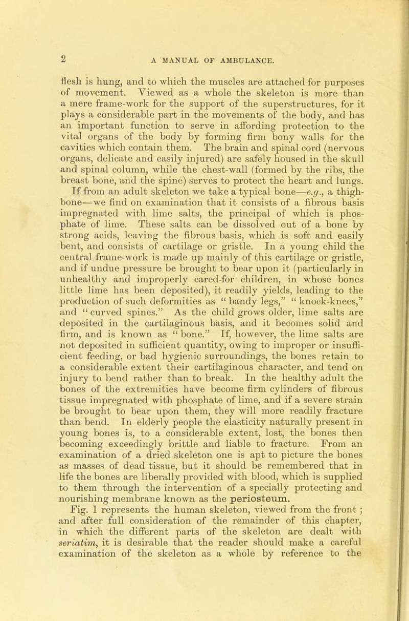 flesh is hung, and to which the muscles are attached for purposes of movement. Viewed as a whole the skeleton is more than a mere frame-work for the support of the superstructures, for it plays a considerable part in the movements of the body, and has an important function to serve in affording protection to the vital organs of the body by forming firm bony walls for the cavities which contain them. The brain and spinal cord (nervous organs, delicate and easily injured) are safely housed in the skull and spinal column, while the chest-wall (formed by the ribs, the breast bone, and the spine) serves to protect the heart and lungs. If from an adult skeleton we take a typical bone—e.g., a thigh- bone—we find on examination that it consists of a fibrous basis impregnated with lime salts, the principal of which is phos- phate of lime. These salts can be dissolved out of a bone by strong acids, leaving the fibrous basis, which is soft and easily bent, and consists of cartilage or gristle. In a young child the central frame-work is made up mainly of this cartilage or gristle, and if undue pressure be brought to bear upon it (particularly in unhealthy and improperly cared-for children, in whose bones little lime has been deposited), it readily yields, leading to the production of such deformities as  bandy legs,  knock-knees, and  curved spines. As the child grows older, lime salts are deposited in the cartilaginous basis, and it becomes solid and firm, and is known as  bone. If, however, the lime salts are not deposited in sufficient quantity, owing to improper or insuffi- cient feeding, or bad hygienic surroundings, the bones retain to a considerable extent their cartilaginous character, and tend on injury to bend rather than to break. In the healthy adult the bones of the extremities have become firm cylinders of fibrous tissue impregnated with phosphate of lime, and if a severe strain be brought to bear upon them, they will more readily fracture than bend. In elderly people the elasticity naturally present in young bones is, to a considerable extent, lost, the bones then becoming exceedingly brittle and liable to fracture. From an examination of a dried skeleton one is apt to picture the bones as masses of dead tissue, but it should be remembered that in life the bones are liberally provided with blood, which is supplied to them through the intervention of a specially protecting and nourishing membrane known as the periosteum. Fig. 1 represents the human skeleton, viewed from the front; and after full consideration of the remainder of this chapter, in which the different parts of the skeleton are dealt with seriatim, it is desirable that the reader should make a careful examination of the skeleton as a whole by reference to the