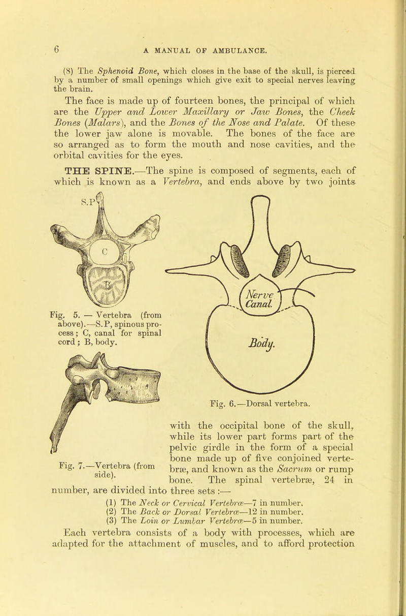 (8) The Sphenoid Bone, which closes in the base of the skull, is pierced by a number of small openings which give exit to special nerves leaving the brain. The face is made up of fourteen bones, the principal of which are the Upper and Lower Maxillary or Jaw Bones, the Cheek Bones (Malars), and the Bones of the Nose and Palate. Of these the lower jaw alone is movable. The bones of the face are so arranged as to form the mouth and nose cavities, and the orbital cavities for the eyes. THE SPINE.—The spine is composed of segments, each of which is known as a Vertebra, and ends above by two joints Fig. 5. — Vertebra (from above).—S.P, spinous pro- cess ; C, canal for spinal cord; B, body. Fig. 6.—Dorsal vertebra. with the occipital bone of the skull, while its lower part forms part of the pelvic girdle in the form of a special bone made up of five conjoined verte- bra?, and known as the Sacrum or rump bone. The spinal vertebrae, 24 in number, are divided into three sets :— (1) The Neck or Cervical Vertebra;—7 in number. (2) The Back or Dorsal Vertebra;—12 in number. (3) The Loin or Lumbar Vertebra'—5 in number. Each vertebra consists of a body with processes, which are adapted for the attachment of muscles, and to afford protection Fig. 7.—Vertebra (from side).