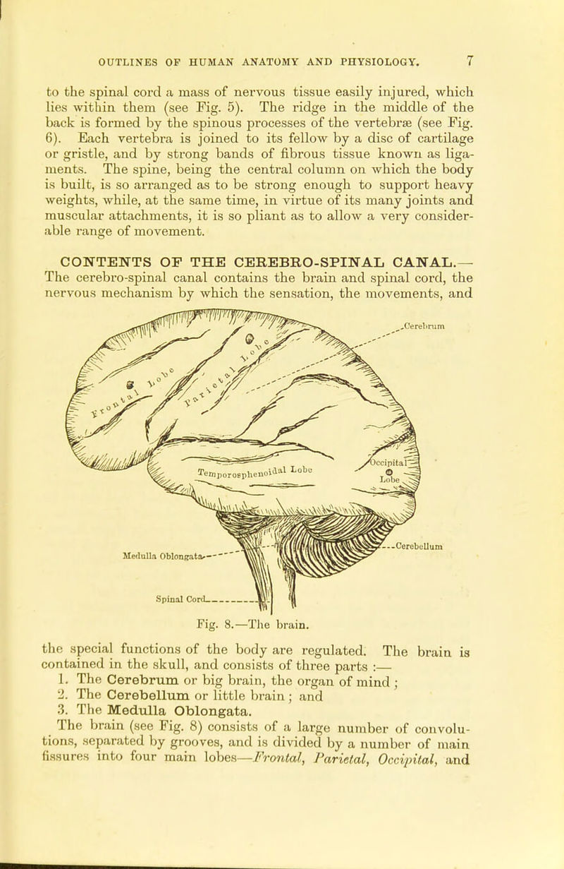 to the spinal cord a mass of nervous tissue easily injured, which lies within them (see Fig. 5). The ridge in the middle of the back is formed by the spinous processes of the vertebrae (see Fig. 6). Each vertebra is joined to its fellow by a disc of cartilage or gristle, and by strong bands of fibrous tissue known as liga- ments. The spine, being the central column on which the body is built, is so arranged as to be strong enough to support heavy weights, while, at the same time, in virtue of its many joints and muscular attachments, it is so pliant as to allow a very consider- able range of movement. CONTENTS OF THE CEREBRO-SPINAL CANAL.— The cerebro-spinal canal contains the brain and spinal cord, the nervous mechanism by which the sensation, the movements, and Fig. 8.—The brain. the special functions of the body are regulated. The brain is contained in the skull, and consists of three parts :— 1. The Cerebrum or big brain, the organ of mind ; 2. The Cerebellum or little brain ; and 3. The Medulla Oblongata. The brain (see Fig. 8) consists of a large number of convolu- tions, separated by grooves, and is divided by a number of main fissures into four main lobes—Frontal, Parietal, Occipital, and