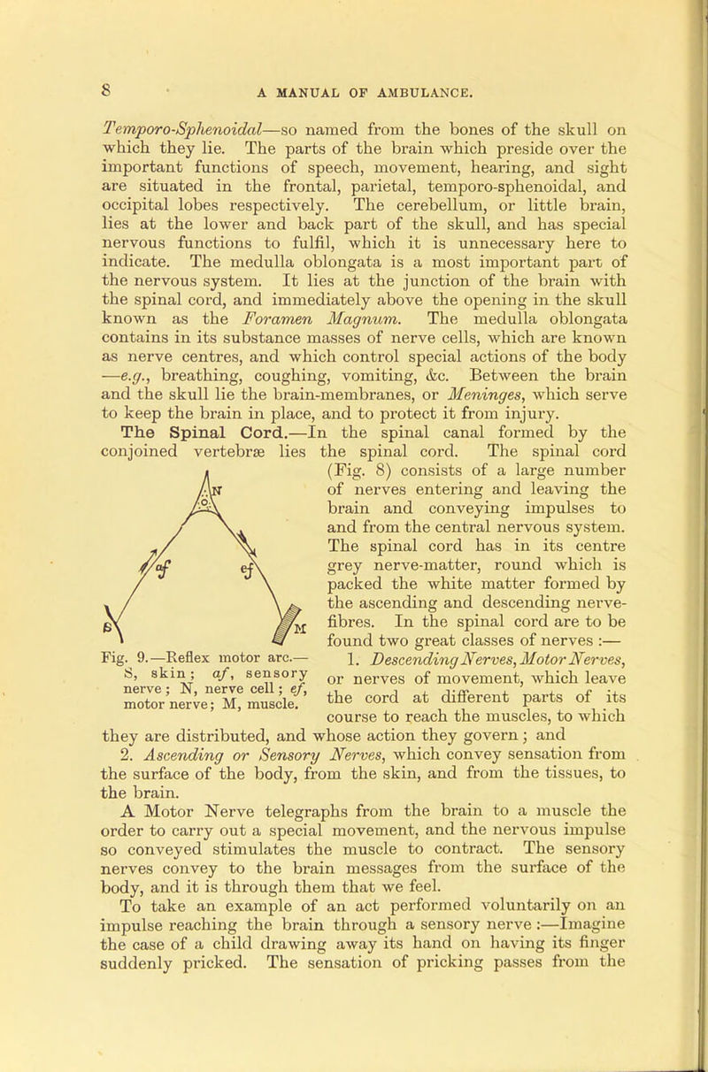 Temporo-Splienoidal—so named from the bones of the skull on which they lie. The parts of the brain which preside over the important functions of speech, movement, hearing, and sight are situated in the frontal, parietal, temporo-sphenoidal, and occipital lobes respectively. The cerebellum, or little brain, lies at the lower and back part of the skull, and has special nervous functions to fulfil, which it is unnecessary here to indicate. The medulla oblongata is a most important part of the nervous system. It lies at the junction of the brain with the spinal cord, and immediately above the opening in the skull known as the Foramen Magnum. The medulla oblongata contains in its substance masses of nerve cells, which are known as nerve centres, and which control special actions of the body —e.g., breathing, coughing, vomiting, &c. Between the brain and the skull lie the brain-membranes, or Meninges, which serve to keep the brain in place, and to protect it from injury. The Spinal Cord.—In the spinal canal formed by the conjoined vertebrae lies the spinal cord. The spinal cord (Fig. 8) consists of a large number of nerves entering and leaving the brain and conveying impulses to and from the central nervous system. The spinal cord has in its centre grey nerve-matter, round which is packed the white matter formed by the ascending and descending nerve- fibres. In the spinal cord are to be found two great classes of nerves :— Fig. 9.— Reflex motor arc— 1. Descending Nerves, Motor Nerves, nerve'n nerve ^cAl^ef 01 nerves °^ movement, which leave SStoVnerveTS? muscle the cord at different parts of its course to reach the muscles, to which they are distributed, and whose action they govern; and 2. Ascending or Sensory Nerves, which convey sensation from the surface of the body, from the skin, and from the tissues, to the brain. A Motor Nerve telegraphs from the brain to a muscle the order to carry out a special movement, and the nervous impulse so conveyed stimulates the muscle to contract. The sensory nerves convey to the brain messages from the surface of the body, and it is through them that we feel. To take an example of an act performed voluntarily on an impulse reaching the brain through a sensory nerve :—Imagine the case of a child drawing away its hand on having its finger suddenly pricked. The sensation of pricking passes from the