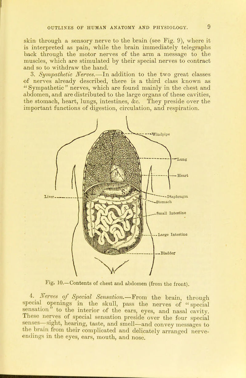 skin through a sensory nerve to the brain (see Fig. 9), where it is interpreted as pain, while the brain immediately telegraphs back through the motor nerves of the arm a message to the muscles, which are stimulated by their special nerves to contract and so to withdraw the hand. 3. Sympathetic Nerves.—In addition to the two great classes of nerves already described, there is a third class known as  Sympathetic  nerves, which are found mainly in the chest and abdomen, and are distributed to the large organs of these cavities, the stomach, heart, lungs, intestines, &c. They preside over the important functions of digestion, circulation, and respiration. Liver Fig. 10.—Contents of chest and abdomen (from the front). 4. Nerves of Special Sensation.—From the brain, through special openings in the skull, pass the nerves of special sensation to the interior of the ears, eyes, and nasal cavity. These nerves of special sensation preside over the four special senses—sight, hearing, taste, and smell—and convey messages to the brain from their complicated and delicately arranged nerve- endings in the eyes, ears, mouth, and nose.