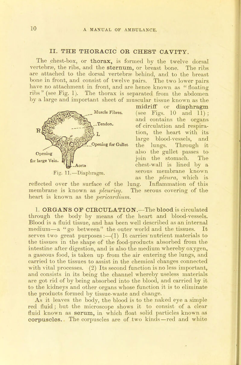 II. THE THORACIC OR CHEST CAVITY. The chest-box, or thorax, is formed by the twelve dorsal vertebra, the ribs, and the sternum, or breast bone. The ribs are attached to the dorsal vertebne behind, and to the breast bone in front, and consist of twelve pairs. The two lower pairs have no attachment in front, and are hence known as  floating ribs (see Fig. 1). The thorax is separated from the abdomen by a large and important sheet of muscular tissue known as the midriff or diaphragm (see Figs. 10 and 11) ; and contains the organs of circulation and respira- tion, the heart with its large blood-vessels, and the lungs. Through it also the gullet passes to join the stomach. The chest-wall is lined by a serous membrane known as the pleura, which is reflected over the surface of the lung. Inflammation of this membrane is known as pleurisy. The serous covering of the heart is known as the pericardium. 1. ORGANS OP CIRCULATION.—The blood is circulated through the body by means of the heart and blood-vessels. Blood is a fluid tissue, and has been well described as an internal medium—a go between the outer world and the tissues. It serves two great purposes:—(1) It carries nutrient materials to the tissues in the shape of the food-products absorbed from the intestine after digestion, and is also the medium whereby oxygen, a gaseous food, is taken up from the air entering the lungs, and carried to the tissues to assist in the chemical changes connected with vital processes. (2) Its second function is no less important, and consists in its being the channel whereby useless materials are got rid of by being absorbed into the blood, and carried by it to the kidneys and other organs whose function it is to eliminate the products formed by tissue-waste and change. As it leaves the body, the blood is to the naked eye a simple red fluid; but the microscope shows it to consist of a clear fluid known as serum, in which float solid particles known as corpuscles. The corpuscles are of two kinds—red and white Fig. 11.—Diaphragm.