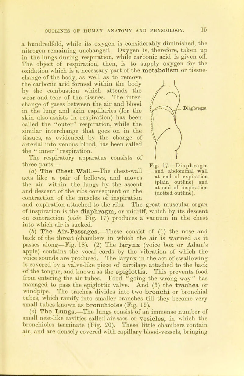 —Diaphragm a hundredfold, while its oxygen is considerably diminished, the nitrogen remaining unchanged. Oxygen is, therefore, taken up in the lungs during respiration, while carbonic acid is given off. The object of respiration, then, is to supply oxygen for the oxidation which is a necessary part of the metabolism or tissue- change of the body, as well as to remove the carbonic acid formed within the body by the combustion which attends the wear and tear of the tissues. The inter- change of gases between the air and blood in the lung and skin capillaries (for the skin also assists in respiration) has been called the outer respiration, while the similar interchange that goes on in the tissues, as evidenced by the change of arterial into venous blood, has been called the  inner  respiration. The respiratory apparatus consists of three parts— (a) The Chest-Wall.—The chest-wall acts like a pair of bellows, and moves the air within the lungs by the ascent and descent of the ribs consequent on the contraction of the muscles of inspiration and expiration attached to the ribs. The great muscular organ of inspiration is the diaphragm, or midriff, which by its descent on contraction (vide Fig. 17) produces a vacuum in the chest into which air is sucked. (b) The Air-Passages.—These consist of (1) the nose and back of the throat (chambers in which the air is warmed as it passes along—Fig. 18). (2) The larynx (voice box or Adam's apple) contains the vocal cords by the vibration of which the voice sounds are produced. The larynx in the act of swallowing is covered by a valve-like piece of cartilage attached to the back of the tongue, and known as the epiglottis. This prevents food from entering the air tubes. Food  going the wrong way  has managed to pass the epiglottic valve. And (3) the trachea or windpipe. The trachea divides into two bronchi or bronchial tubes, which ramify into smaller branches till they become very small tubes known as bronchioles (Fig. 19). (c) The Lungs.—The lungs consist of an immense number of .small nest-like cavities called air-sacs or vesicles, in which the bronchioles terminate (Fig. 20). These little chambers contain air, and are densely covered with capillary blood-vessels, bringing Fig. 17.—Diaphragm and abdominal wall at end of expiration (plain outline) and at end of inspiration (dotted outline).