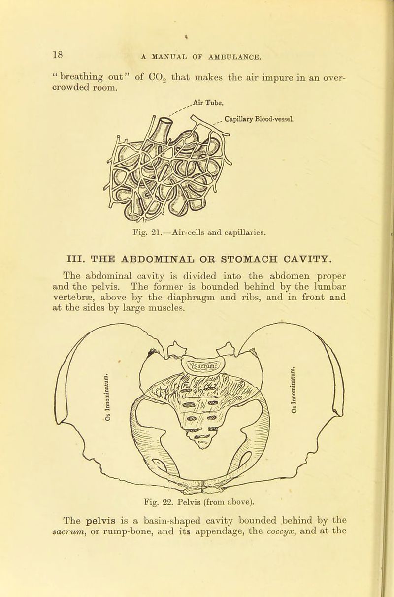  breathing out of C02 that makes the ah' impure in an over- crowded room. Fig. 21.—Air-cells and capillaries. III. THE ABDOMINAL OR STOMACH CAVITY. The abdominal cavity is divided into the abdomen proper and the pelvis. The former is bounded behind by the lumbar vertebrae, above by the diaphragm and ribs, and in front and at the sides by large muscles. Fig. 22. Pelvis (from above). The pelvis is a basin-shaped cavity bounded behind by the sacrum, or rump-bone, and its appendage, the coccyx, and at the