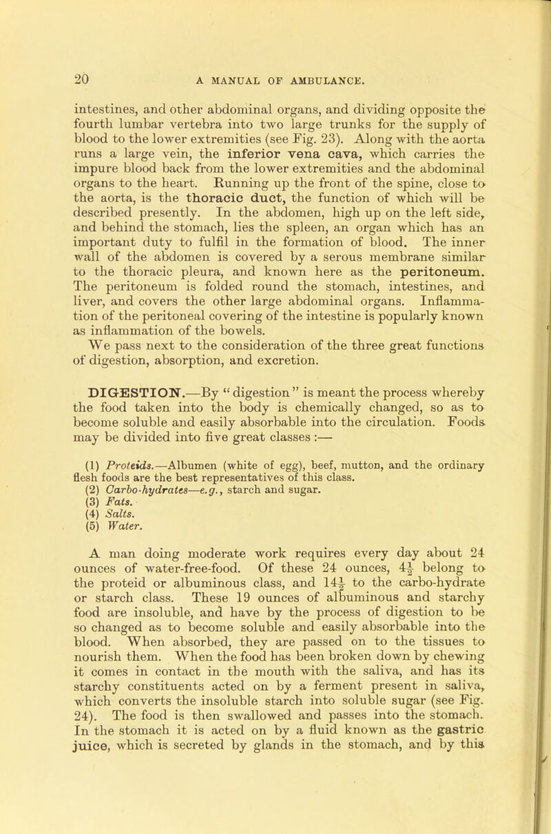 intestines, and other abdominal organs, and dividing opposite the fourth lumbar vertebra into two large trunks for the supply of blood to the lower extremities (see Fig. 23). Along with the aorta runs a large vein, the inferior vena cava, which carries the impure blood back from the lower extremities and the abdominal organs to the heart. Running up the front of the spine, close to the aorta, is the thoracic duct, the function of which will be described presently. In the abdomen, high up on the left side, and behind the stomach, lies the spleen, an organ which has an important duty to fulfil in the formation of blood. The inner wall of the abdomen is covered by a serous membrane similar to the thoracic pleura, and known here as the peritoneum. The peritoneum is folded round the stomach, intestines, and liver, and covers the other large abdominal organs. Inflamma- tion of the peritoneal covering of the intestine is popularly known as inflammation of the bowels. We pass next to the consideration of the three great functions of digestion, absorption, and excretion. DIGESTION.—By  digestion  is meant the process whereby the food taken into the body is chemically changed, so as to become soluble and easily absorbable into the circulation. Foods may be divided into five great classes :— (1) Proteids.—Albumen (white of egg), beef, mutton, and the ordinary flesh foods are the best representatives of this class. (2) Carbo-hydrates—e.g., starch and sugar. (3) Fats. (4) Salts. (5) Water. A man doing moderate work requires every day about 24 ounces of water-free-food. Of these 24 ounces, 4i belong to the proteid or albuminous class, and 14i to the carbo-hydrate or starch class. These 19 ounces of albuminous and starchy food are insoluble, and have by the process of digestion to be so changed as to become soluble and easily absorbable into the blood. When absorbed, they are passed on to the tissues to nourish them. When the food has been broken down by chewing it comes in contact in the mouth with the saliva, and has its starchy constituents acted on by a ferment present in saliva, which converts the insoluble starch into soluble sugar (see Fig. 24). The food is then swallowed and passes into the stomach. In the stomach it is acted on by a fluid known as the gastric juice, which is secreted by glands in the stomach, and by this