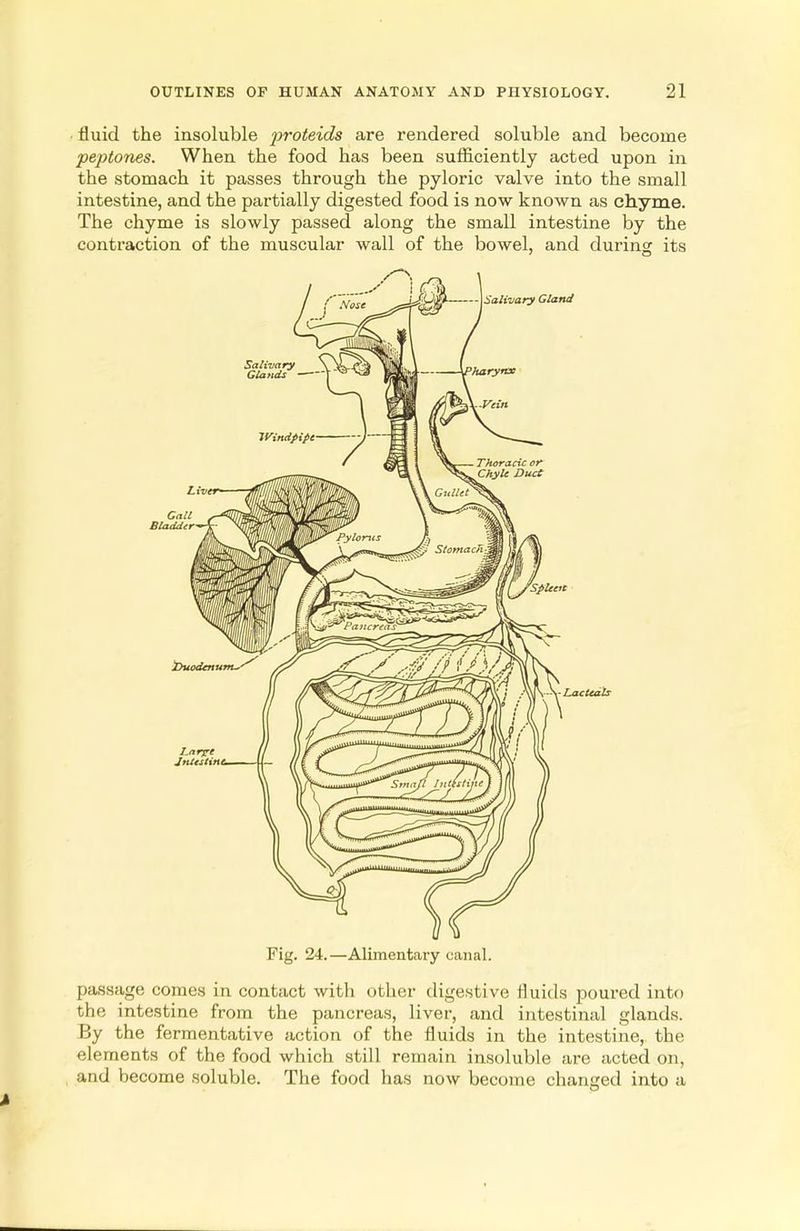 fluid the insoluble proteids are rendered soluble and become •peptones. When the food has been sufficiently acted upon in the stomach it passes through the pyloric valve into the small intestine, and the partially digested food is now known as chyme. The chyme is slowly passed along the small intestine by the contraction of the muscular wall of the bowel, and during its Fig. 24.—Alimentary canal. passage comes in contact with other digestive fluids poured into the intestine from the pancreas, liver, and intestinal glands. By the fermentative action of the fluids in the intestine, the elements of the food which still remain insoluble are acted on, and become soluble. The food has now become changed into a