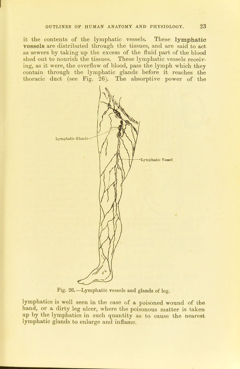 it the contents of the lymphatic vessels. These lymphatic vessels are distributed through the tissues, and are said to act as sewers by taking up the excess of the fluid part of the blood shed out to nourish the tissues. These lymphatic vessels receiv- ing, as it were, the overflow of blood, pass the lymph which they contain through the lymphatic glands before it reaches the thoracic duct (see Fig. 26). The absorptive power of the Fig. 26. —Lymphatic vessels and glands of leg. lymphatics is well seen in the case of a poisoned wound of the hand, or a dirty leg ulcer, where the poisonous matter is taken up by the lymphatics in such quantity as to cause the nearest lymphatic glands to enlarge and inflame.