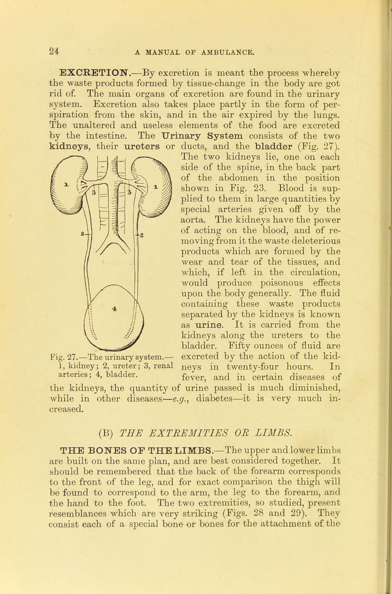 EXCRETION.—By excretion is meant the process whereby the waste products formed by tissue-change in the body are got rid of. The main organs of excretion are found in the urinary system. Excretion also takes place partly in the form of per- spiration from the skin, and in the air expired by the lungs. The unaltered and useless elements of the food are excreted by the intestine. The Urinary System consists of the two kidneys, their ureters or ducts, and the bladder (Fig. 27). The two kidneys lie, one on each side of the spine, in the back part of the abdomen in the position shown in Fig. 23. Blood is sup- plied to them in large quantities by special arteries given off by the aorta. The kidneys have the power of acting on the blood, and of re- moving from it the waste deleterious products which are formed by the wear and tear of the tissues, and which, if left in the circulation, would produce poisonous effects upon the body generally. The fluid containing these waste products separated by the kidneys is known as urine. It is carried from the kidneys along the ureters to the bladder. Fifty ounces of fluid are Fig. 27.—The urinary system.— excreted by the action of the kid- 1, kidney; 2, ureter; 3, renal neys in twenty-four hours. In arteries; 4, bladder fever, and in certain diseases of the kidneys, the quantity of urine passed is much diminished, while in other diseases—e.g., diabetes—it is very much in- creased. (B) THE EXTREMITIES OR LIMBS. THE BONES OF THE LIMBS.—The upper and lower limbs are built on the same plan, and are best considered together. It should be remembered that the back of the forearm corresponds to the front of the leg, and for exact comparison the thigh will be found to correspond to the arm, the leg to the forearm, and the hand to the foot. The two extremities, so studied, present resemblances which are very striking (Figs. 28 and 29). They consist each of a special bone or bones for the attachment of the