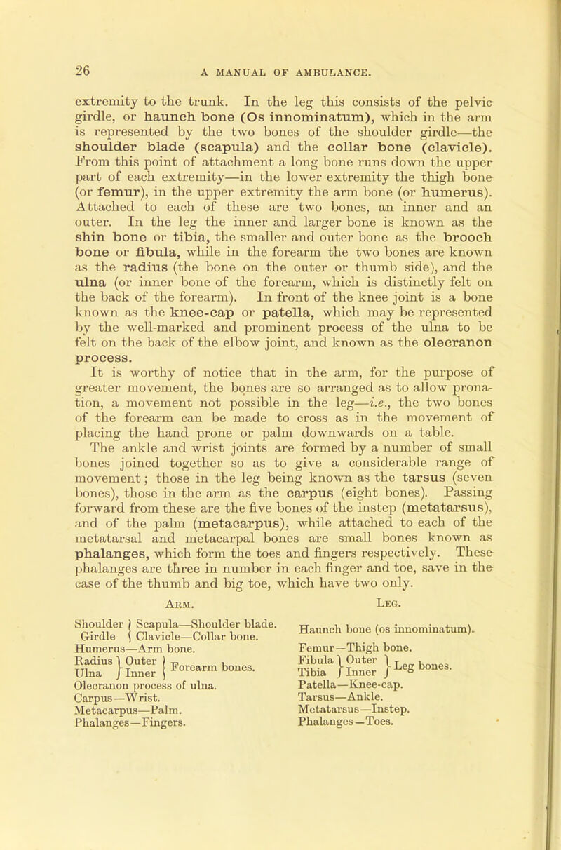 extremity to the trunk. In the leg this consists of the pelvic girdle, or haunch bone (Os innominatum), which in the arm is represented by the two bones of the shoulder girdle—the shoulder blade (scapula) and the collar bone (clavicle). From this point of attachment a long bone runs down the upper part of each extremity—in the lower extremity the thigh bone (or femur), in the upper extremity the arm bone (or humerus). Attached to each of these are two bones, an inner and an outer. In the leg the inner and larger bone is known as the shin bone or tibia, the smaller and outer bone as the brooch bone or fibula, while in the forearm the two bones are known as the radius (the bone on the outer or thumb side), and the ulna (or inner bone of the forearm, which is distinctly felt on the back of the forearm). In front of the knee joint is a bone known as the knee-cap or patella, which may be represented by the well-marked and prominent process of the ulna to be felt on the back of the elbow joint, and known as the olecranon process. It is worthy of notice that in the arm, for the purpose of greater movement, the bones are so arranged as to allow prona- tion, a movement not possible in the leg—i.e., the two bones of the forearm can be made to cross as in the movement of placing the hand prone or palm downwards on a table. The ankle and wrist joints are formed by a number of small bones joined together so as to give a considerable range of movement; those in the leg being known as the tarsus (seven bones), those in the arm as the carpus (eight bones). Passing forward from these are the five bones of the instep (metatarsus), and of the palm (metacarpus), while attached to each of the metatarsal and metacarpal bones are small bones known as phalanges, which form the toes and fingers respectively. These phalanges are three in number in each finger and toe, save in the case of the thumb and big toe, which have two only. Arm. Leg. Shoulder | Scapula-Shoulder blade. Haunch bone (os innominatum). Girdle \ Clavicle—Collar bone. Humerus—Arm bone. Femur—Thigh bone. S£ } ££ j ~™ 8£* } 2£ } ^ bones. Olecranon process of ulna. Patella—Knee-cap. Carpus—Wrist. Tarsus—Ankle. Metacarpus—Palm. Metatarsu s —Instep. Phalanges—Fingers. Phalanges — Toes.