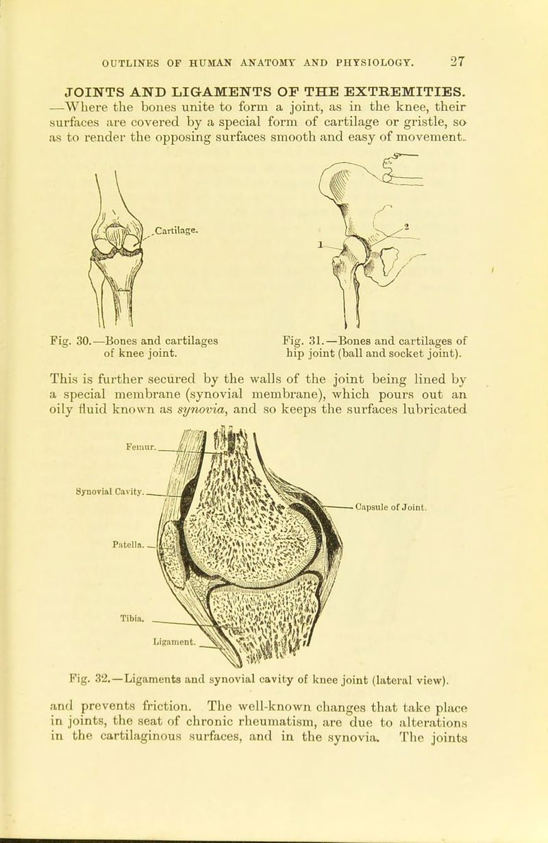 JOINTS AND LIGAMENTS OP THE EXTREMITIES. —Where the bones unite to form a joint, as in the knee, their surfaces are covered by a special form of cartilage or gristle, so as to render the opposing surfaces smooth and easy of movement- Fig. 30.—Bones and cartilages Fig. 31.—Bones and cartilages of of knee joint. hip joint (ball and socket joint). This is further secured by the walls of the joint being lined by a special membrane (synovial membrane), which pours out an oily fluid known as synovia, and so keeps the surfaces lubricated Synovial Capsule of Joint. Fig. 32.—Ligaments and synovial cavity of knee joint (lateral view). and prevents friction. The well-known changes that take place in joints, the seat of chronic rheumatism, are due to alterations in the cartilaginous surfaces, and in the synovia. The joints