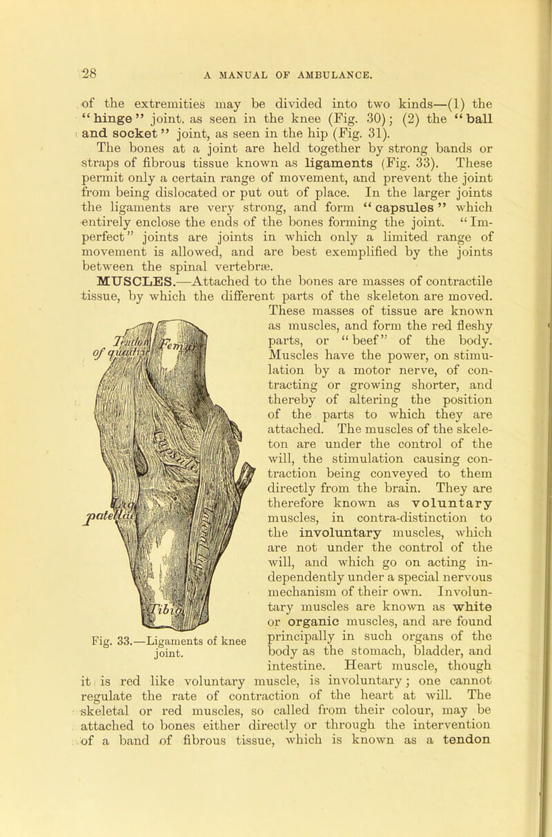 of the extremities may be divided into two kinds—(1) the hinge joint, as seen in the knee (Fig. 30); (2) the ball and. socket joint, as seen in the hip (Fig. 31). The bones at a joint are held together by strong bands or straps of fibrous tissue known as ligaments (Fig. 33). These permit only a certain range of movement, and prevent the joint from being dislocated or put out of place. In the larger joints the ligaments are very strong, and form  capsules  which entirely enclose the ends of the bones forming the joint.  Im- perfect joints are joints in which only a limited range of movement is allowed, and are best exemplified by the joints between the spinal vertebrae. MUSCLES.—Attached to the bones are masses of contractile tissue, by which the different parts of the skeleton are moved. These masses of tissue are known as muscles, and form the red fleshy parts, or beef of the body. Muscles have the power, on stimu- lation by a motor nerve, of con- tracting or growing shorter, and thereby of altering the position of the parts to which they are attached. The muscles of the skele- ton are under the control of the Of Cjltfltlf^ will. the stimulation causing con- traction being conveyed to them directly from the brain. They are therefore known as voluntary muscles, in contra-distinction to the involuntary muscles, which are not under the control of the will, and which go on acting in- dependently under a special nervous mechanism of their own. Involun- tary muscles are known as white or organic muscles, and are found principally in such organs of the body as the stomach, bladder, and intestine. Heart muscle, though it is red like voluntary muscle, is involuntary; one cannot regulate the rate of contraction of the heart at will. The skeletal or red muscles, so called from their colour, may be attached to bones either directly or through the intervention of a band of fibrous tissue, which is known as a tendon Fig. 33.—Ligaments of knee joint.