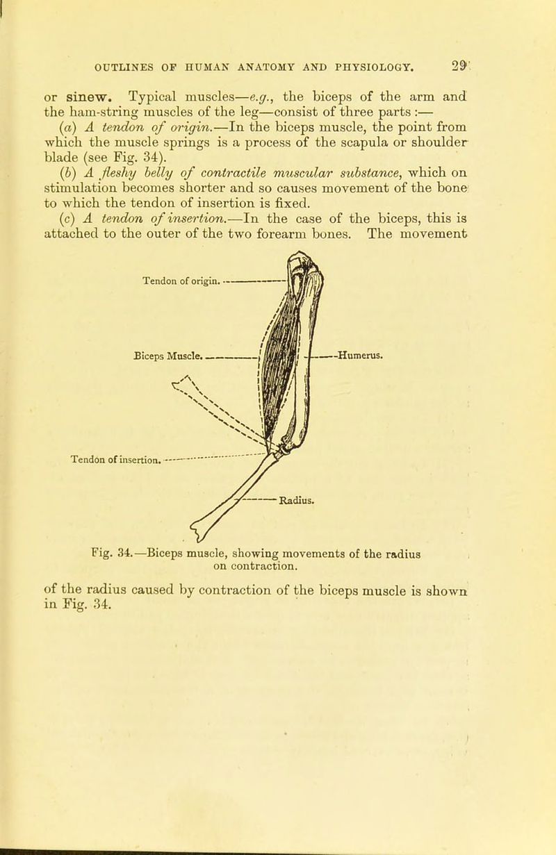 or sinew. Typical muscles—e.g., the biceps of the arm and the ham-string muscles of the leg—consist of three parts :— (a) A tendon of origin.—In the biceps muscle, the point from which the muscle springs is a process of the scapula or shoulder blade (see Fig. 34). (b) A fleshy belly of contractile muscular substance, which on stimulation becomes shorter and so causes movement of the bone to which the tendon of insertion is fixed. (c) A tendon of insertion.—In the case of the biceps, this is attached to the outer of the two forearm bones. The movement Tendon of insertion. Biceps Muscle. ___ Tendon of origin. — Humerus. Fig. 34.—Biceps muscle, showing movements of the radius on contraction. of the radius caused by contraction of the biceps muscle is shown in Fig. 34.