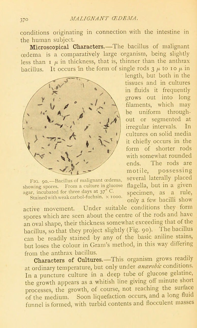 37° conditions originating in connection with the intestine in the human subject. Microscopical Characters.—The bacillus of malignant oedema is a comparatively large organism, being slightly less than i /x in thickness, that is, thinner than the anthrax bacillus. It occurs In the form of single rods 3 /x to 10 /x in Fig. 90.—Bacillus of malignant oedema, several laterally placed riu. y cx. UUGUIU.J “•“‘•a < . . showing spores. From a culture in glucose flagella, but in a given active movement. Under suitable conditions they form spores which are seen about the centre of the rods and have an oval shape, their thickness somewhat exceeding that of the bacillus, so that they project slightly (Fig. 90). The bacillus can be readily stained by any of the basic aniline stains, but loses the colour in Gram’s method, in this way differing from the anthrax bacillus. Characters of Cultures.—This organism grows readily at ordinary temperature, but only under anarobic conditions. In a puncture culture in a deep tube of glucose gelatine, the growth appears as a whitish line giving off minute short processes, the growth, of course, not reaching the surface of the medium. Soon liquefaction occurs, and a long fluid funnel is formed, with turbid contents and flocculent masses agar, incubated for three days at 370 C. Stainedwithweakcarbol-fuchsin. x 1000. specimen, as a rule, only a few bacilli show