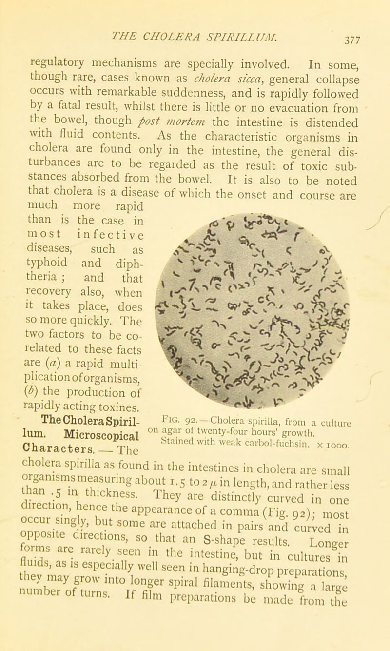 THE CHOLERA SPIRILLUM. diseases, typhoid theria ; +r«l'r r» , ^o,sr < -4 7,^ o*’f ? . % '<S »'Xch- regulatory mechanisms are specially involved. In some, though rare, cases known as cholera sicca, general collapse occurs with remarkable suddenness, and is rapidly followed by a fatal result, whilst there is little or no evacuation from the bowel, though post mortem the intestine is distended with fluid contents. As the characteristic organisms in cholera are found only in the intestine, the general dis- turbances are to be regarded as the result of toxic sub- stances absorbed from the bowel. It is also to be noted that cholera is a disease of which the onset and course are much more rapid than is the case in ^,’e, most infective * such as and diph- and that recovery also, when it takes place, does so more quickly. The two factors to be co- related to these facts are (a) a rapid multi- plication oforganisms, (P) the production of rapidly acting toxines. The Cholera Spiril- lum. Microscopical Characters. — The cholera spirilla as found in the intestines in cholera are small organismsmeasurmg about 1.5 to 2ft in length, and rather less an 5 in thickness. They are distinctly curved in one direction, hence the appearance of a comma (Fig. 92); most occur singly, but some are attached in pairs and curbed hi opposite directions, so that an S-shape results. Longer forms are rarely seen in the intestine, but in cultures'^n fluids, as is especially well seen in hanging-drop preparations they may grow into longer spiral filaments, showing alarge number of turns. If film preparations b niade from L Fig. 92. —Cholera spirilla, from a culture on agar of twenty-four hours’ growth. Stained with weak carbol-fuchsin.' x 1000.