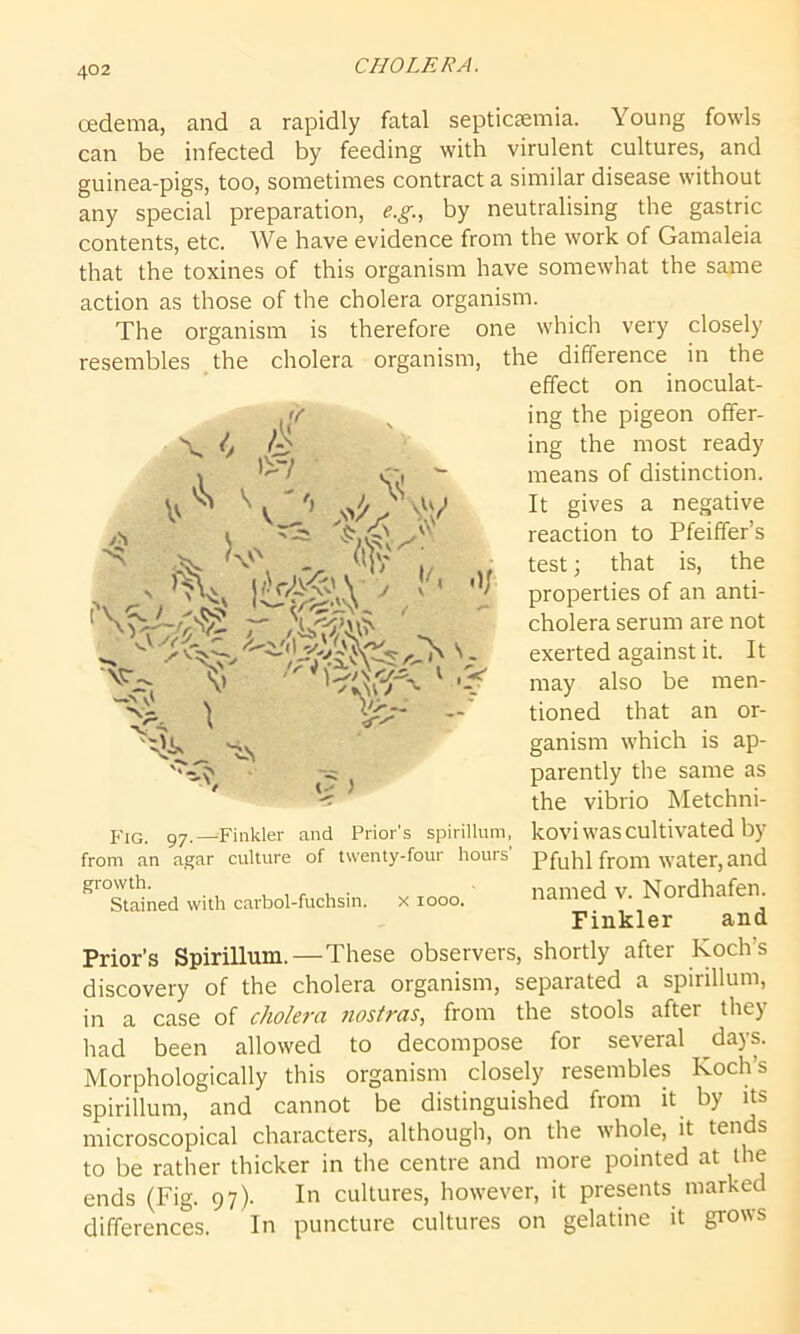 X t* \ A £ »^v <r % X .o >v z-'. !'* *V oedema, and a rapidly fatal septicaemia. Young fowls can be infected by feeding with virulent cultures, and guinea-pigs, too, sometimes contract a similar disease without any special preparation, e.g, by neutralising the gastric contents, etc. We have evidence from the work of Gamaleia that the toxines of this organism have somewhat the same action as those of the cholera organism. The organism is therefore one which very closely resembles the cholera organism, the difference in the effect on inoculat- ing the pigeon offer- ing the most ready means of distinction. It gives a negative reaction to Pfeiffer’s test; that is, the properties of an anti- cholera serum are not exerted against it. It may also be men- tioned that an or- ganism which is ap- parently the same as the vibrio Metchni- kovi was cultivated by Pfuhl from water, and named v. Nordhafen. Finkler and Prior’s Spirillum.—These observers, shortly after Koch’s discovery of the cholera organism, separated a spirillum, in a case of cholera nostras, from the stools after they had been allowed to decompose for several days. Morphologically this organism closely resembles Koch’s spirillum, and cannot be distinguished from it by its microscopical characters, although, on the whole, it tends to be rather thicker in the centre and more pointed at the ends (Fig. 97). In cultures, however, it presents marked differences. In puncture cultures on gelatine it grows vr -5V k \ >>- G > FIG. 97.—Finkler and Prior's spirillum, from an agar culture of twenty-four hours’ growth. Stained with carbol-fuchsin. x 1000.