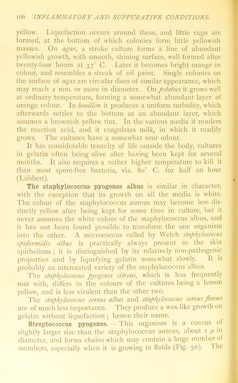 yellow. Liquefaction occurs around these, and little cups are formed, at the bottom of which colonies form little yellowish masses. On agar, a stroke culture forms a line of abundant yellowish growth, with smooth, shining surface, well formed after twenty-four hours at 37° C. Later it becomes bright orange in colour, and resembles a streak of oil paint. Single colonies on the surface of agar are circular discs of similar appearance, which may reach 2 mm. or more in diameter. On potatoes it grows well at ordinary temperature, forming a somewhat abundant layer of orange colour. In bouillon it produces a uniform turbidity, which afterwards settles to the bottom as an abundant layer, which assumes a brownish yellow tint. In the various media it renders the reaction acid, and it coagulates milk, in which it readily grows. The cultures have a somewhat sour odour. It has considerable tenacity of life outside the body, cultures in gelatin often being alive after having been kept for several months. It also requires a rather higher temperature to kill it than most spore-free bacteria, viz. 8o° C. for half an hour (Liibbert). The staphylococcus pyogenes albus is similar in character, with the exception that its growth on all the media is white. The colour of the staphylococcus aureus may become less dis- tinctly yellow after being kept for some time in culture, but it never assumes the white colour of the staphylococcus albus, and it has not been found possible to transform the one organism into the other. A micrococcus called by Welch staphylococcus epidermidis albus is practically always present in the skin epithelium ; it is distinguished by its relatively non-pathogenic properties and by liquefying gelatin somewhat slowly. It is probably an attenuated variety of the staphylococcus albus. The staphylococcus pyogenes citreus, which is less frequently met with, differs in the colours of the cultures being a lemon yellow, and is less virulent than the other two. The staphylococcus cereus albus and staphylococcus cereus flavus are of much less importance. They produce a wax-like growth on gelatin without liquefaction ; hence their name. Streptococcus pyogenes. — This organism is a coccus of slightly larger size than the staphylococcus aureus, about 1 /x in diameter, and forms chains which may contain a large number of members, especially when it is growing in fluids (big. 50). I he