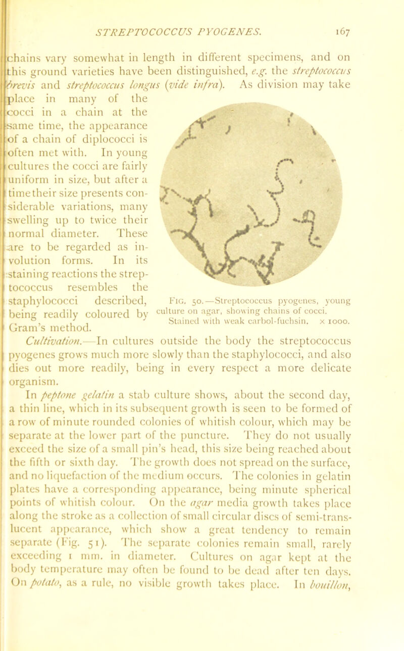 STREPTOCOCCUS PYOGENES. 67 chains vary somewhat in length in different specimens, and on this ground varieties have been distinguished, e.g. the streptococcus drevis and streptococcus longus (vide infra). As division may take place in many of the cocci in a chain at the same time, the appearance of a chain of diplococci is often met with. In young cultures the cocci are fairly uniform in size, but after a timetheir size presents con- siderable variations, many swelling up to twice their normal diameter. These are to be regarded as in- volution forms. In its staining reactions the strep- tococcus resembles the staphylococci described, being” readily coloured by culture on aSar’ showing chains of cocci. , , 1 Stained with weak carbol-fuchsin. x 1000. Gram s method. Cultivation.- In cultures outside the body the streptococcus pyogenes grows much more slowly than the staphylococci, and also dies out more readily, being in every respect a more delicate organism. In peptone gelatin a stab culture shows, about the second day, a thin line, which in its subsequent growth is seen to be formed of a row of minute rounded colonies of whitish colour, which may be separate at the lower part of the puncture. They do not usually exceed the size of a small pin’s head, this size being reached about the fifth or sixth day. The growth does not spread on the surface, and no liquefaction of the medium occurs. The colonies in gelatin plates have a corresponding appearance, being minute spherical points of whitish colour. On the agar media growth takes place along the stroke as a collection of small circular discs of semi-trans- lucent appearance, which show a great tendency to remain separate (Fig. 51). The separate colonies remain small, rarely exceeding 1 mm. in diameter. Cultures on agar kept at the body temperature may often be found to be dead after ten days. On potato, as a rule, no visible growth takes place. In bouillon,