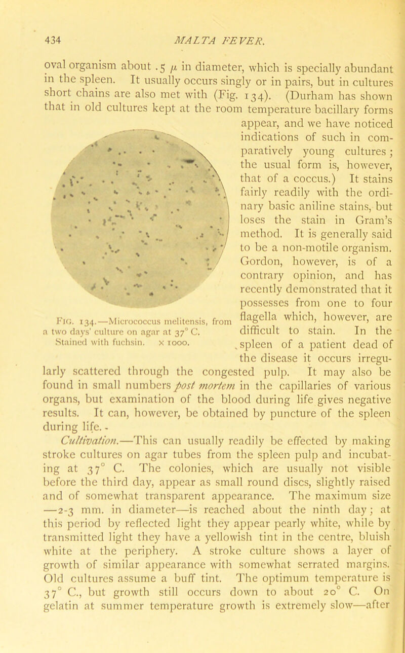 J V* r- oval organism about .5 ^ in diameter, which is specially abundant in the spleen. It usually occurs singly or in pairs, but in cultures short chains are also met with (Fig. 134). (Durham has shown that in old cultures kept at the room temperature bacillary forms appear, and we have noticed indications of such in com- paratively young cultures ; the usual form is, however, that of a coccus.) It stains fairly readily with the ordi- nary basic aniline stains, but loses the stain in Gram’s method. It is generally said to be a non-motile organism. Gordon, however, is of a contrary opinion, and has recently demonstrated that it possesses from one to four flagella which, however, are difficult to stain. In the .spleen of a patient dead of the disease it occurs irregu- larly scattered through the congested pulp. It may also be found in small numbers post mortem in the capillaries of various organs, but examination of the blood during life gives negative results. It can, however, be obtained by puncture of the spleen during life. - Cultivation.—This can usually readily be effected by making stroke cultures on agar tubes from the spleen pulp and incubat- ing at 370 C. The colonies, which are usually not visible before the third day, appear as small round discs, slightly raised and of somewhat transparent appearance. The maximum size —2-3 mm. in diameter—is reached about the ninth day; at this period by reflected light they appear pearly white, while by transmitted light they have a yellowish tint in the centre, bluish white at the periphery. A stroke culture shows a layer of growth of similar appearance with somewhat serrated margins. ■ Old cultures assume a buff tint. The optimum temperature is 370 C., but growth still occurs down to about 20° C. On gelatin at summer temperature growth is extremely slow—after > -V Fig. 134.—Micrococcus melitensis, from a two days' culture on agar at 370 C. Stained with fuchsia. x 1000.