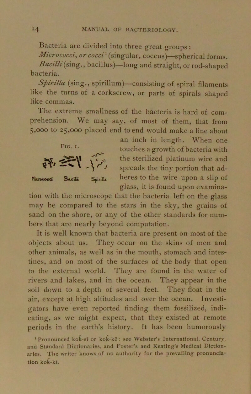 Bacteria are divided into three great groups : Micrococci^ or cocci' (singular, coccus)—spherical forms. Bacilli{smg., bacillus)—long and straight, or rod-shaped bacteria. Spirilla (sing., spirillum)—consisting of spiral filaments like the turns of a corkscrew, or parts of spirals shaped like commas. The extreme smallness of the bacteria is hard of com- prehension. We may say, of most of them, that from 5,000 to 25,000 placed end to end would make a line about Miwotooai Sfririiu heres to the wire upon a slip of tion with the microscope that the bacteria left on the glass may be compared to the stars in the sky, the grains of sand on the shore, or any of the other standards for num- bers that are nearly beyond computation. It is well known that bacteria are present on most of the objects about us. They occur on the skins of men and other animals, as well as in the mouth, stomach and intes- tines, and on most of the surfaces of the body that open to the external world. The}' are found in the water of rivers and lakes, and in the ocean. They appear in the .soil down to a depth of several feet. They float in the air, except at high altitudes and over the ocean. Investi- gators have even reported finding them fossilized, indi- cating, as we might expect, that they e.xisted at remote periods in the earth’s history. It has been humorously * Pronounced kok-sl or kok-ke : see Webster’s International, Century, and Standard Dictionaries, and Foster’s and Keating’s Medical Diction- aries. The writer knows of no authority for the prevailing pronuncia- tion kok-ki. Fig. I. an inch in length. When one touches a growth of bacteria with the sterilized platinum wire and spreads the tiny portion that ad- glass, it is found upon e.xamina-