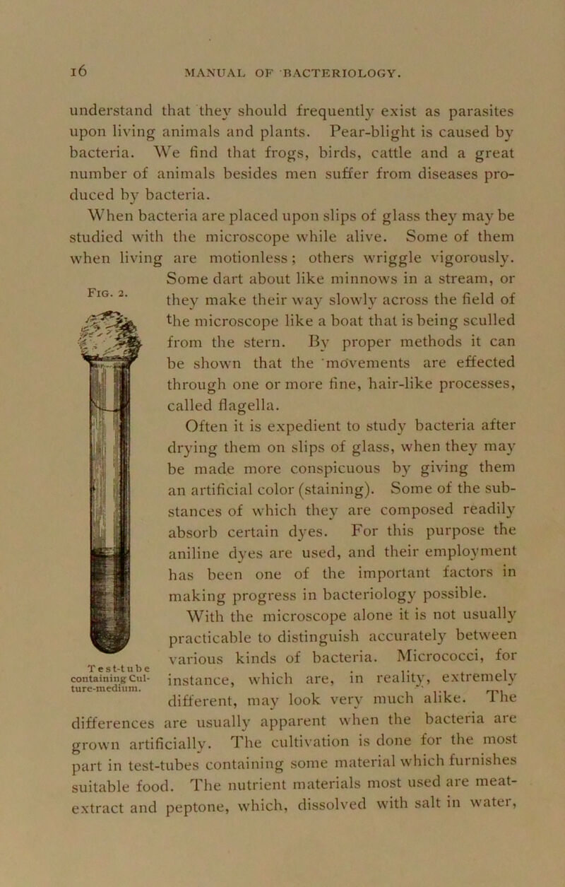 Fig. 2. understand that they should frequently exist as parasites upon living animals and plants. Pear-blight is caused by bacteria. We find that frogs, birds, cattle and a great number of animals besides men suffer from diseases pro- duced by bacteria. When bacteria are placed upon slips of glass they may be studied with the microscope while alive. Some of them when living are motionless; others wriggle vigorously. Some dart about like minnows in a stream, or they make their way slowly across the field of the microscope like a boat that is being sculled from the stern. By proper methods it can be shown that the 'movements are effected through one or more fine, hair-like processes, called flagella. Often it is expedient to study bacteria after drying them on slips of glass, when they may be made more conspicuous by giving them an artificial color (staining). Some of the sub- stances of which they are composed readily absorb certain dyes. For this purpose the aniline dyes are used, and their employment has been one of the important factors in making progress in bacteriology possible. With the microscope alone it is not usually practicable to distinguish accurately between various kinds of bacteria. Micrococci, for instance, which are, in reality, extremely different, may look very much alike. The differences are usually apparent when the bacteria are grown artificially. The cultivation is done for the most part in test-tubes containing some material which furnishes suitable food. he nutrient materials most used are meat- extract and peptone, which, dissolved with salt in water. Test-tube containing Cul- ture-medium.