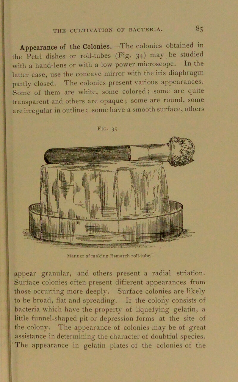 Appearance of the Colonies.—The colonies obtained in the Petri dishes or roll-tubes (Fig. 34) may . be studied with a hand-lens or with a low power microscope. In the latter case, use the concave mirror with the iris diaphragm partly closed. The colonies present various appearances. Some of them are white, some colored ; some are quite transparent and others are opaque ; some are round, some are irregular in outline ; some have a smooth surface, others Fig. 3.S. fippear granular, and others present a radial striation. Surface colonies often present different appearances from those occurring more deeply. Surface colonies are likely to be broad, flat and spreading. If the colony consists of bacteria which have the property of liquefying gelatin, a little funnel-shaped pit or depression forms at the site of the colony. The appearance of colonies may be of great assistance in determining the character of doubtful species. The appearance in gelatin plates of the colonies of the Manner of making Esmarch roll-lube.