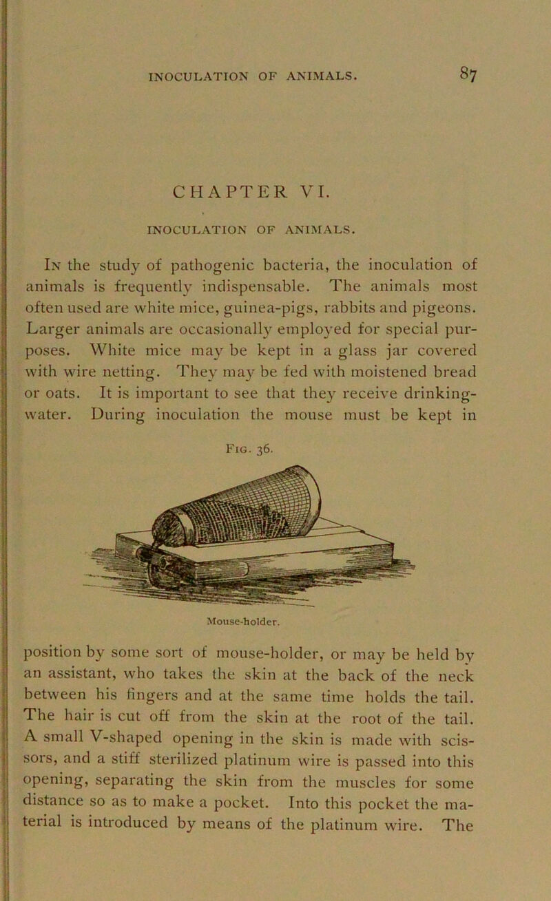 CHAPTER VI. INOCULATION OF ANIMALS. In the study of pathogenic bacteria, the inoculation of animals is frequently indispensable. The animals most often used are white mice, guinea-pigs, rabbits and pigeons. Larger animals are occasionally employed for special pur- poses. White mice may be kept in a glass jar covered with wire netting. They ma}'^ be fed with moistened bread or oats. It is important to see that they receive drinking- water. During inoculation the mouse must be kept in Fig. 36. Mouse-holder. position by some sort of mouse-holder, or may be held by an assistant, who takes the skin at the back of the neck between his fingers and at the same time holds the tail. The hair is cut off from the skin at the root of the tail. A small V-shaped opening in the skin is made with scis- sors, and a stiff sterilized platinum wire is passed into this opening, separating the skin from the muscles for some distance so as to make a pocket. Into this pocket the ma- terial is introduced by means of the platinum wire. The