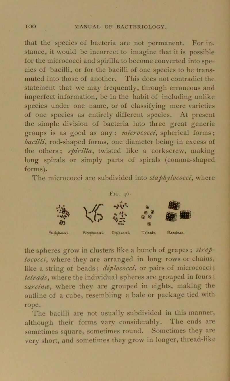 that the species of bacteria are not permanent. For in- stance, it would be incorrect to imagine that it is possible for the micrococci and spirilla to become converted into spe- cies of bacilli, or for the bacilli of one species to be trans- muted into those of another. This does not contradict the statement that we may frequently, through erroneous and imperfect information, be in the habit of including unlike species under one name, or of classifying mere varieties of one species as entirely different species. At present the simple division of bacteria into three gx'eat generic groups is as good as anj'^: micrococci^ spherical forms; bacilli^ rod-shaped forms, one diameter being in excess of the others; spirilla, twisted like a corkscrew, making long spirals or simply parts of spirals (comma-shaped forms). The micrococci are subdivided into staphylococci, where Fig. 40. . Strntoedui. Dip}oco:eU T<lrd4&. the spheres grow in clusters like a bunch of grapes ; strep- tococci, where they are arranged in long rows or chains, like a string of beads; diplococci, or pairs of micrococci; tetrads, where the individual spheres are grouped in fours ; sarcincB, where they are grouped in eights, making the outline of a cube, resembling a bale or package tied with rope. The bacilli are not usually subdivided in this manner, although their forms vary considerably. The ends are sometimes square, sometimes round. Sometimes they are very short, and sometimes they grow in longer, thread-like