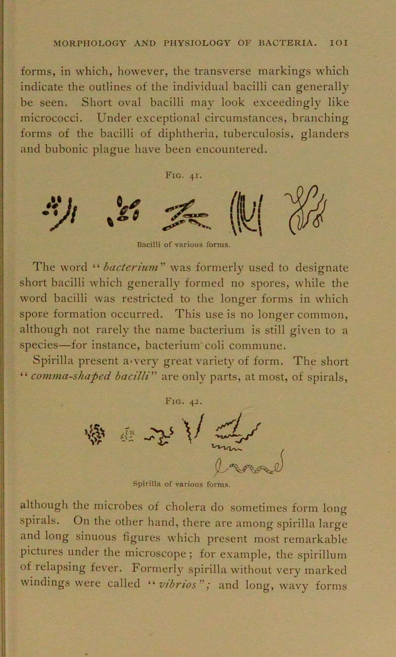 forms, in which, however, the transverse markings which indicate the outlines of the individual bacilli can generall}'^ be seen. Short oval bacilli may look exceedingly like micrococci. Under exceptional circumstances, branching forms of the bacilli of diphtheria, tuberculosis, glanders and bubonic plague have been encountered. The word “ bacterium'’'’ was formerly used to designate short bacilli which generally formed no spores, while the word bacilli was restricted to the longer forms in which spore formation occurred. This use is no longer common, although not rarely the name bacterium is still given to a species—for instance, bacterium'coli commune. Spirilla present a>very great variety of form. The short “ comma-shaped bacilli'’'’ are only parts, at most, of spirals. although the microbes of cholera do sometimes form long spirals. On the other hand, there are among spirilla large and long sinuous figures which present most remarkable pictures under the microscope; for example, the spirillum of relapsing fever. Formerly spirilla without very marked windings were called ^‘•vibrios'”; and long, wavy forms Fig. 41. Bacilli of various forms. Spirilla of various forms.