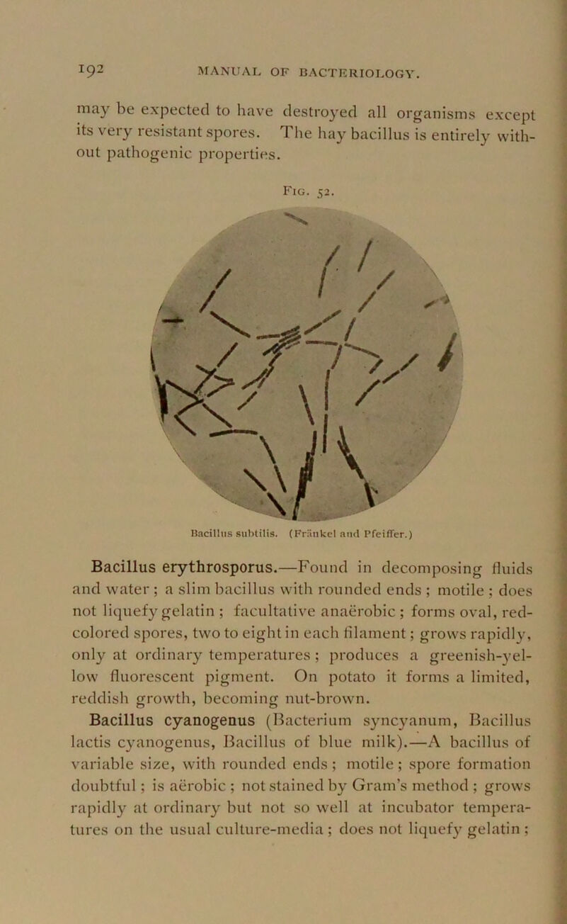 may be expected to have destro}'ecl all organisms except its very resistant spores. The hay bacillus is entirely with- out pathogenic properties. Bacillus erythrosporus.—Found in decomposing fluids and water ; a slim bacillus with rounded ends ; motile ; does not liquefy gelatin ; facultative anaerobic ; forms oval, red- colored spores, two to eight in each lilament; grows rapidly, only at ordinary temperatures ; produces a greenish-3'el- low fluorescent pigment. On potato it forms a limited, reddish growth, becoming nut-brown. Bacillus cyanogenus (Bacterium syncjMnum, Bacillus lactis c^'anogenus. Bacillus of blue milk).—A bacillus of variable size, with rounded ends ; motile; spore formation doubtful; is aerobic ; not stained by Gram’s method ; grows rapidly at ordinary but not so well at incubator tempera- tures on the usual culture-media ; does not liquefy gelatin ; Fig. 52. \ I Hacitlus sut>lilid. (Friinkel and Pfeiffer.)