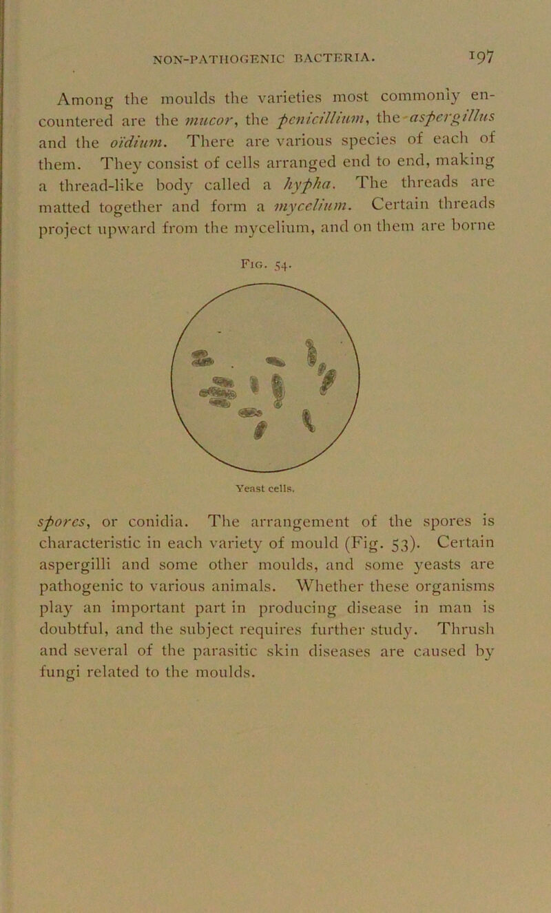 Among the moulds the varieties most commonly en- countered are the mucor, the fcnicilUum^ ^Q.‘a$fergillus and the o'iditwt. There are various species of eacli of them. They consist of cells arranged end to end, making a thread-like body called a hyfha. The threads are matted together and form a mycelium. Certain threads project upward from the mycelium, and on them are borne F:g. 54. Yeast cells. spores, or conidia. The arrangement of the spores is characteristic in each variety of mould (Fig. 53). Certain aspergilli and some other moulds, and some yeasts are pathogenic to various animals. Whether these organisms play an important part in producing disease in man is doubtful, and the subject requires further study. Thrush and several of the parasitic skin diseases are caused by fungi related to the moulds.