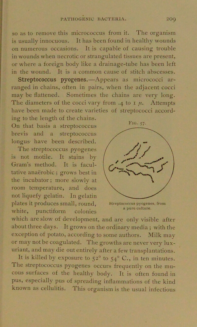 SO as to remove this micrococcus from it. The organism is usually innocuous. It has been found in healthy wounds on numerous occasions. It is capable of causing trouble in wounds when necrotic or strangulated tissues are present, or where a foreign body like a drainage-tube has been left in the wound. It is a common cause of stitch abscesses. Streptococcus pyogenes.—Appears as micrococci ar- ranged in chains, often in pairs, when the adjacent cocci may be flattened. Sometimes the chains are very long. The diameters of the cocci vary from .4 to i fi. Attempts have been made to create varieties of streptococci accord- ing to the length of the chains. On that basis a streptococcus brevis and a streptococcus longus have been described. The streptococcus pyogenes is not motile. It stgiins by Gram’s method. It is facul- tative anaerobic ; grows best in the incubator; more slowly at room temperature, and does not liquefy gelatin. In gelatin plates it produces small, round, white, punctiform colonies w'hich are slow of development, and are only visible after about three days. It grows on the ordinary media ; with the exception of potato, according to some authors. Milk may or may not be coagulated. The growths are never very lux- uriant, and may die out entirely after a few transplantations. It is killed by exposure to 52° to 54° C., in ten minutes. 1 he streptococcus pyogenes occurs frequently on the mu- cous surfaces of the healthy body. It is often found in pus, especially pus of spreading inflammations of the kind known as cellulitis. This organism is the usual infectious Fig. 57. Streptococcus pyogenes, from a pure culture.