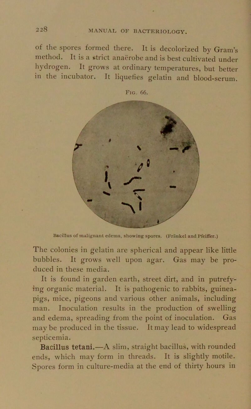 of the spores formed there. It is decolorized by Gram’s method. It is a strict anaerobe and is best cultivated under hydrogen. It grows at ordinary temperatures, but better in the incubator. It liqueties gelatin and blood-serum. Fig. 66. Bacillus of malignant edema, showing spores. (Frankel and Pfeiffer.) The colonies in gelatin are spherical and appear like little bubbles. It grows well upon agar. Gas may be pro- duced in these media. It is found in garden earth, street dirt, and in putrefy- ing organic material. It is pathogenic to rabbits, guinea- pigs, mice, pigeons and various other animals, including man. Inoculation results in the production of swelling and edema, spreading from the point of inoculation. Gas maybe produced in the tissue. It may lead to widespread septicemia. Bacillus tetani.—A slim, straight bacillus, with rounded ends, which may form in threads. It is slightly motile. Spores form in culture-media at the end of thirty hours in