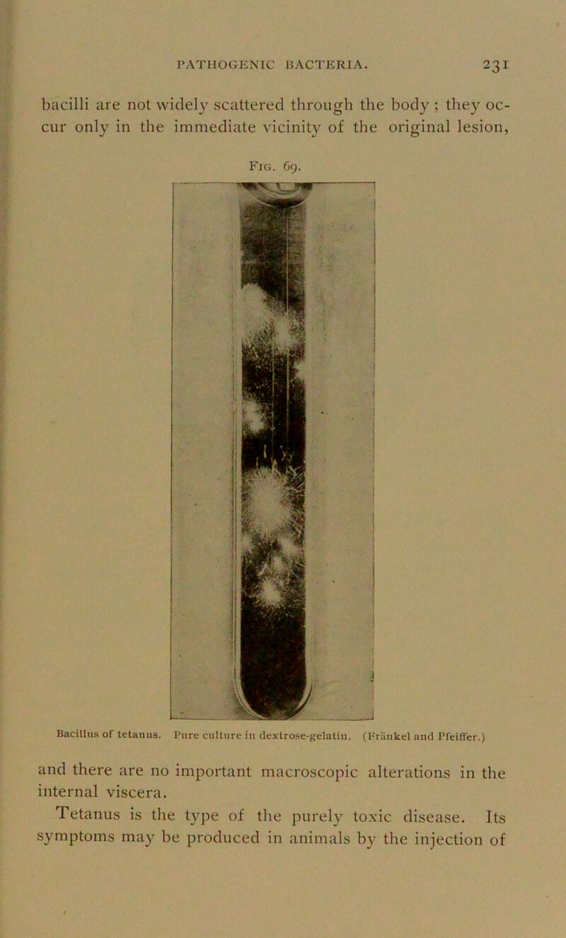 bacilli are not widely scattered through the body ; they oc- cur only in the immediate vicinity of the original lesion, Fig. 69. Bacillus of tetanus. Pure culture in dextrose-gelatin. (Priinkel and Pfeiffer.) and there are no important macroscopic alterations in the internal viscera. Tetanus is the type of the purely to.xic disease. Its symptoms may be produced in animals by the injection of