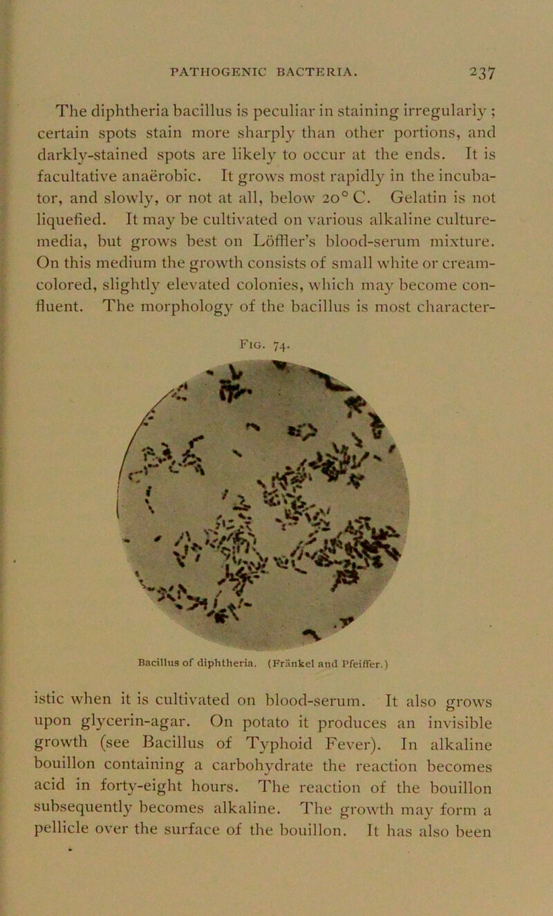 The diphtheria bacillus is peculiar in staining irregularly ; certain spots stain more sharply than other portions, and darkly-stained spots are likely to occur at the ends. It is facultative anaerobic. It grows most rapidly in the incuba- tor, and slowly, or not at all, below 20° C. Gelatin is not liquefied. It may be cultivated on various alkaline culture- media, but grows best on Lofller’s blood-serum mixture. On this medium the growth consists of small white or cream- colored, slightl}' elevated colonies, which ma}' become con- fluent. The morphology of the bacillus is most character- Fig. 74. Bacillus of diphtheria. (Fr.^nkel and Pfeifler.) istic when it is cultivated on blood-serum. It also grows upon glycerin-agar. On potato it produces an invisible growth (see Bacillus of Typhoid Fever). In alkaline bouillon containing a carbohydrate the reaction becomes acid in forty-eight hours. The reaction of the bouillon subsequently becomes alkaline. The growth may form a pellicle over the surface of the bouillon. It has also been