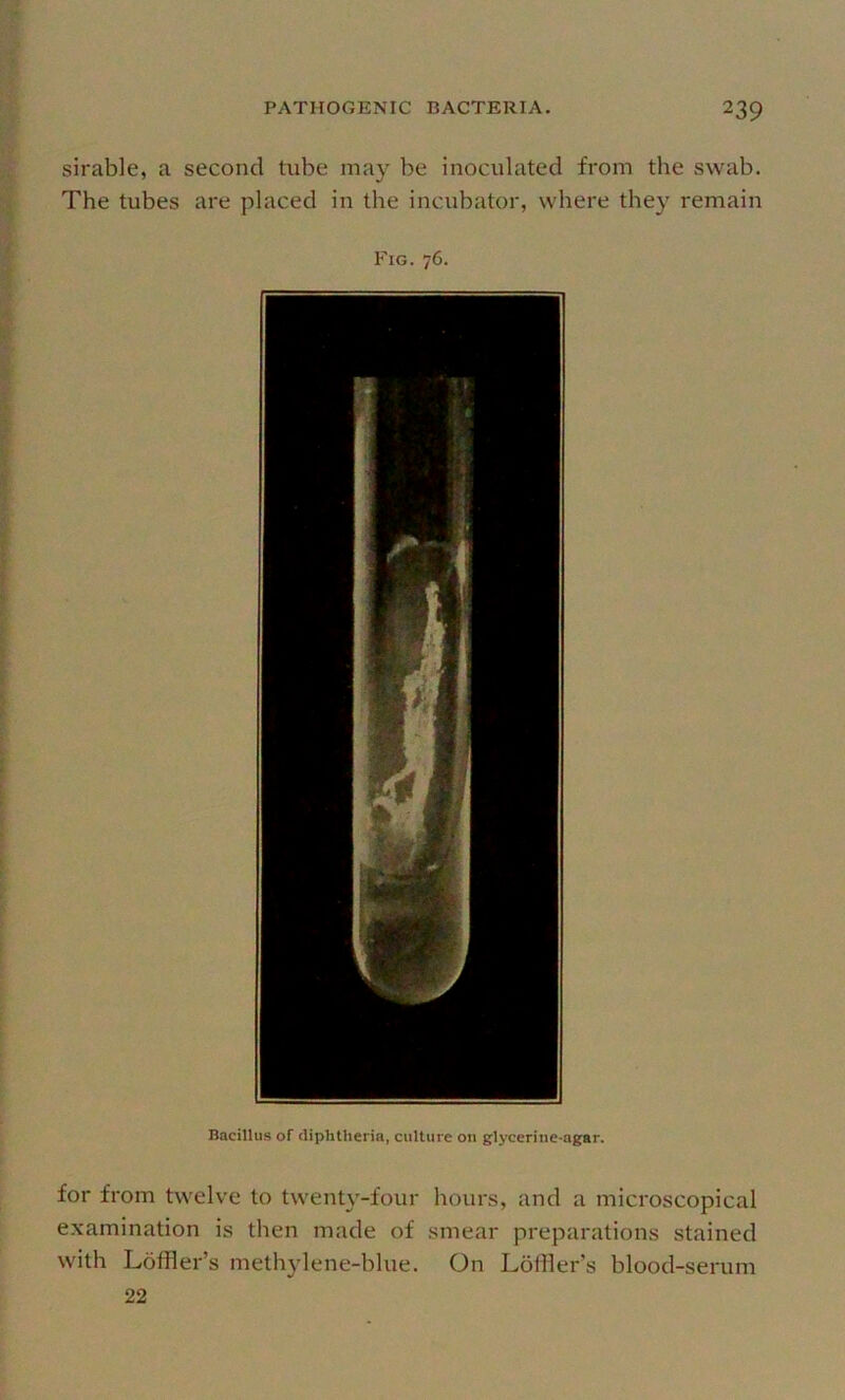 sirable, a second tube may be inoculated from the swab. The tubes are placed in the incubator, where they remain Fig. 76. Bacillus of diphtheria, culture 011 glyceriiie-agar. for from twelve to twenty-four hours, and a microscopical examination is then made of smear preparations stained with Loffler’s methylene-blue. On Loffler’s blood-senim 22