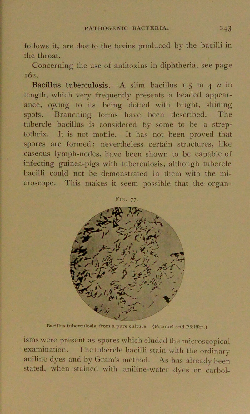 follows it, are due to the toxins produced by the bacilli in the throat. Concerning the use of antitoxins in diphtheria, see page 162. Bacillus tuberculosis.—A slim bacillus 1.5 to 4 n in length, which veiy frequently presents a beaded appeai- ance, owing to its being dotted with bright, shining spots. Branching forms have been described. The tubercle bacillus is considered b}’' some to, be a strep- tothrix. It is not motile. It has not been proved that spores are formed; nevertheless certain structures, like caseous lymph-nodes, have been shown to be capable of infecting guinea-pigs with tuberculosis, although tubercle bacilli could not be demonstrated in them with the mi- croscope. This makes it seem possible that the organ- Fig. 77. Bacillus tuberculosis, from a pure culture. (Friinkel and Pfeiffer.) isms were present as spores which eluded the microscopical examination. The tubercle bacilli stain with the ordinary aniline dyes and by Gram’s method. As has already been stated, when stained with aniline-water dyes or carbol-