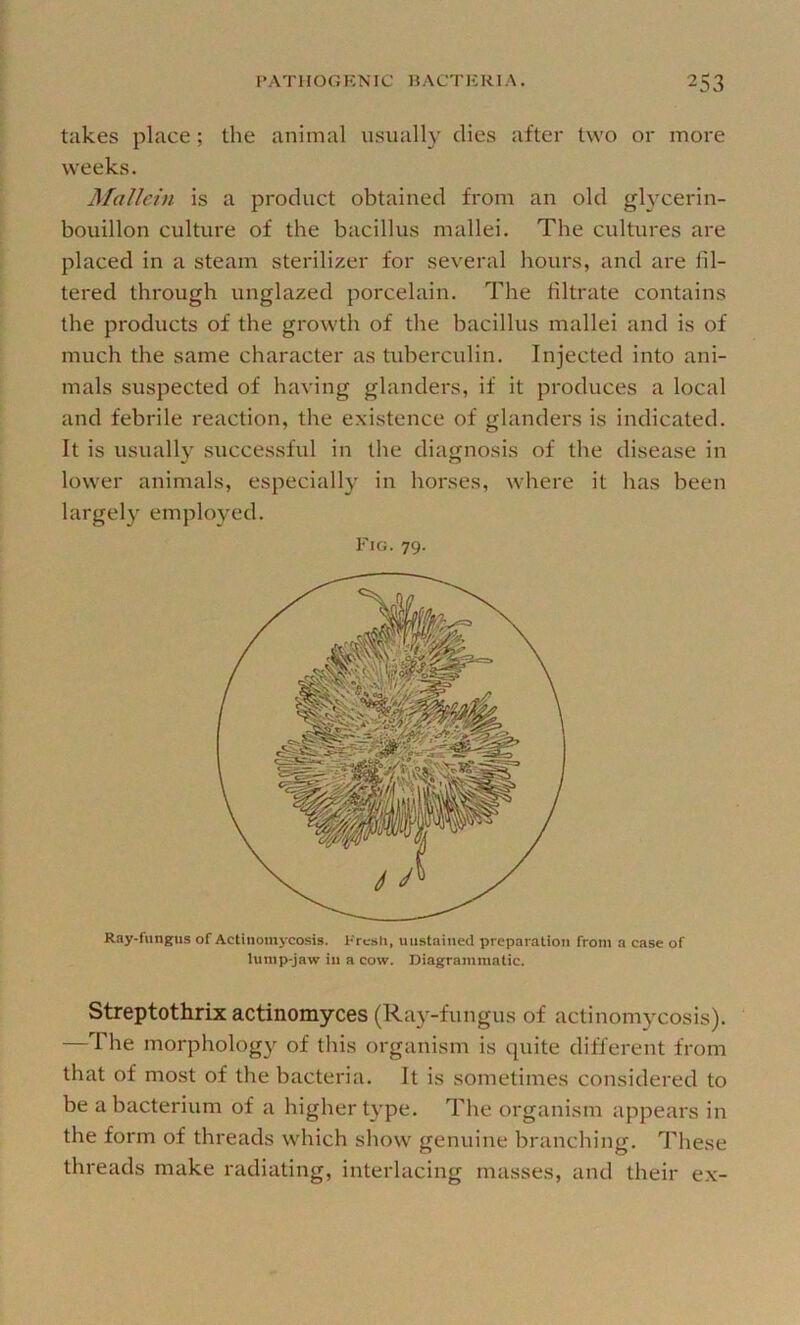 takes place; the animal usually dies after two or more weeks. Mallcin is a product obtained from an old gl}'cerin- bouillon culture of the bacillus mallei. The cultures are placed in a steam sterilizer for several hours, and are fil- tered through unglazed porcelain. The filtrate contains the products of the growth of the bacillus mallei and is of much the same character as tuberculin. Injected into ani- mals suspected of having glanders, if it produces a local and febrile reaction, the existence of glanders is indicated. It is usually successful in the diagnosis of the disease in lower animals, especially in horses, where it has been largely employed. Fig. 79. Ray-fungus of Actinomycosis. Prcsli, unstained preparation from a case of lump-jaw in a cow. Diagrammatic. Streptothrix actinomyces (Ra}’--fungus of actinomycosis). —The morphology of this organism is quite different from that of most of the bacteria. It is sometimes considered to be a bacterium of a higher type. The organism appears in the form of threads which show genuine branching. These threads make radiating, interlacing masses, and their e.x-