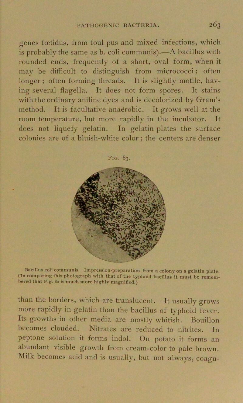 genes foetidus, from foul pus and mixed infections, which is probably the same as b. coli communis).—A bacillus with rounded ends, frequently of a short, oval form, when it may be difficult to distinguish from micrococci; often longer; often forming threads. It is slightly motile, hav- ing several flagella. It does not form spores. It stains with the ordinary aniline dyes and is decolorized by Gram’s method. It is facultative anaerobic. It grows well at the room temperature, but more rapidl}'^ in the incubator. It does not liquefy gelatin. In gelatin plates the surface colonies are of a bluish-white color; the centers are denser Fig. 83. Bacillus coU communis. Impression-preparation from a colony on a gelatin plate. (In comparing thi.s photograph with that of the typhoid bacillus it must be remem- bered that Fig. 80 is much more highly magnified.) than the borders, which are translucent. It usually grows more rapidly in gelatin than the bacillus of typhoid fever. Its growths in other media are mostly whitish. Bouillon becomes clouded. Nitrates are reduced to nitrites. In peptone solution it forms indol. On potato it forms an abundant visible growth from cream-color to pale brown. Milk becomes acid and is usually, but not always, coagu-