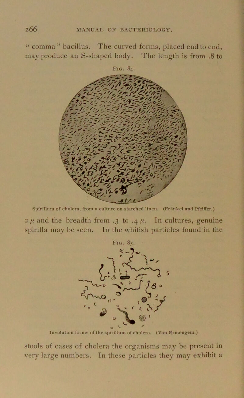 “ comma ” bacillus. The curved forms, placed end to end, may produce an S-sha])ed bod}. The length is from .8 to Fig. 84. Spirillum of cholera, from a culture on starched linen. (Friinkel and Pfeiffer.) 2(1 and the breadth from .3 to .4In cultures, genuine spirilla may he seen. In the whitish particles found in the Fig. S.v Involution forms of the spirillum of cholera. (Van Ermengem.) stools of cases of cholera the organisms ma}' he present in very large numbers. In these particles they may exhibit a