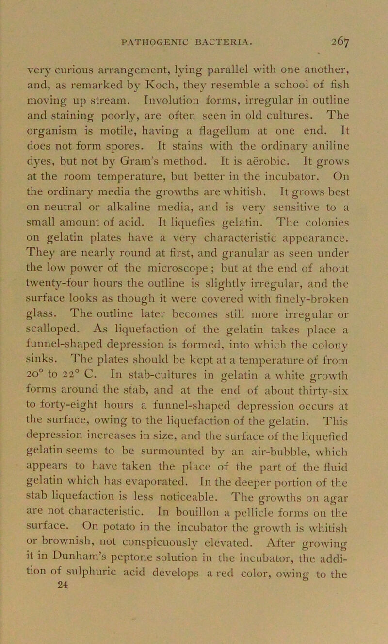 very curious arrangement, lying parallel with one another, and, as remarked by Koch, they resemble a school of fish moving up stream. Involution forms, irregular in outline and staining poorly, are often seen in old cultures. The organism is motile, having a flagellum at one end. It does not form spores. It stains with the ordinaiy aniline dyes, but not by Gram’s method. It is aerobic. It grows at the room temperature, but better in the incubator. On the ordinary media the growths are whitish. It grows best on neutral or alkaline media, and is veiy sensitive to a small amount of acid. It liquefies gelatin. The colonies on gelatin plates have a very characteristic appearance. They are nearly round at first, and granular as seen under the low power of the microscope; but at the end of about twenty-four hours the outline is slightly irregular, and the surface looks as though it were covered with finely-broken glass. The outline later becomes still more irregular or scalloped. As liquefaction of the gelatin takes place a funnel-shaped depression is formed, into which the colony sinks. The plates should be kept at a temperature of from 20° to 22° C. In stab-cultures in gelatin a white growth forms around the stah, and at the end of about thirty-six to forty-eight hours a funnel-shaped depression occurs at the surface, owing to the liquefaction of the gelatin. This depression increases in size, and the surface of the liquefied gelatin seems to be surmounted by an air-bubble, which appears to have taken tlie place of the part of the fluid gelatin which has evaporated. In the deeper portion of the stab liquefaction is less noticeable. The growths on agar are not characteristic. In bouillon a pellicle forms on the surface. On potato in the incubator the growth is whitish or brownish, not conspicuously elevated. After growing it in Dunham’s peptone solution in the incubator, the addi- tion of sulphuric acid develops a red color, owing to the 24