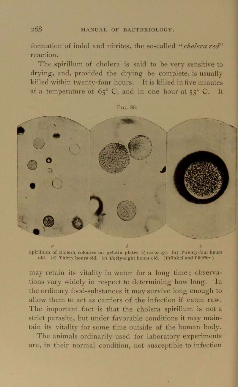 formation of inclol and nitrites, the so-called cholera red reaction. The spirillum of cholera is said to be very sensitive to drying, and, provided the drying be complete, is usually killed within twenty-four hours. It is killed in five minutes at a temperature of 65° C. and in one hour at 55° C. It Fig. S6. a b c Spirillum of cholera, colonie.s on gelatin plates, X loo to 150. (a) Twenty-four hours old. (b) Thirty hours old. (c) Forty-eight hours old. (Fraukel and Pfeiffer.) may retain its vitality in water for a long time; observa- tions vary widely in respect to determining how long. In the ordinary food-substances it may survive long enough to allow them to act as carriers of the infection if eaten raw. The important fact is that the cholera spirillum is not a strict parasite, but under favorable conditions it may main- tain its vitality for some time outside of the human body. The animals ordinarily used for laboratory e.xperiments are, in their normal condition, not susceptible to infection