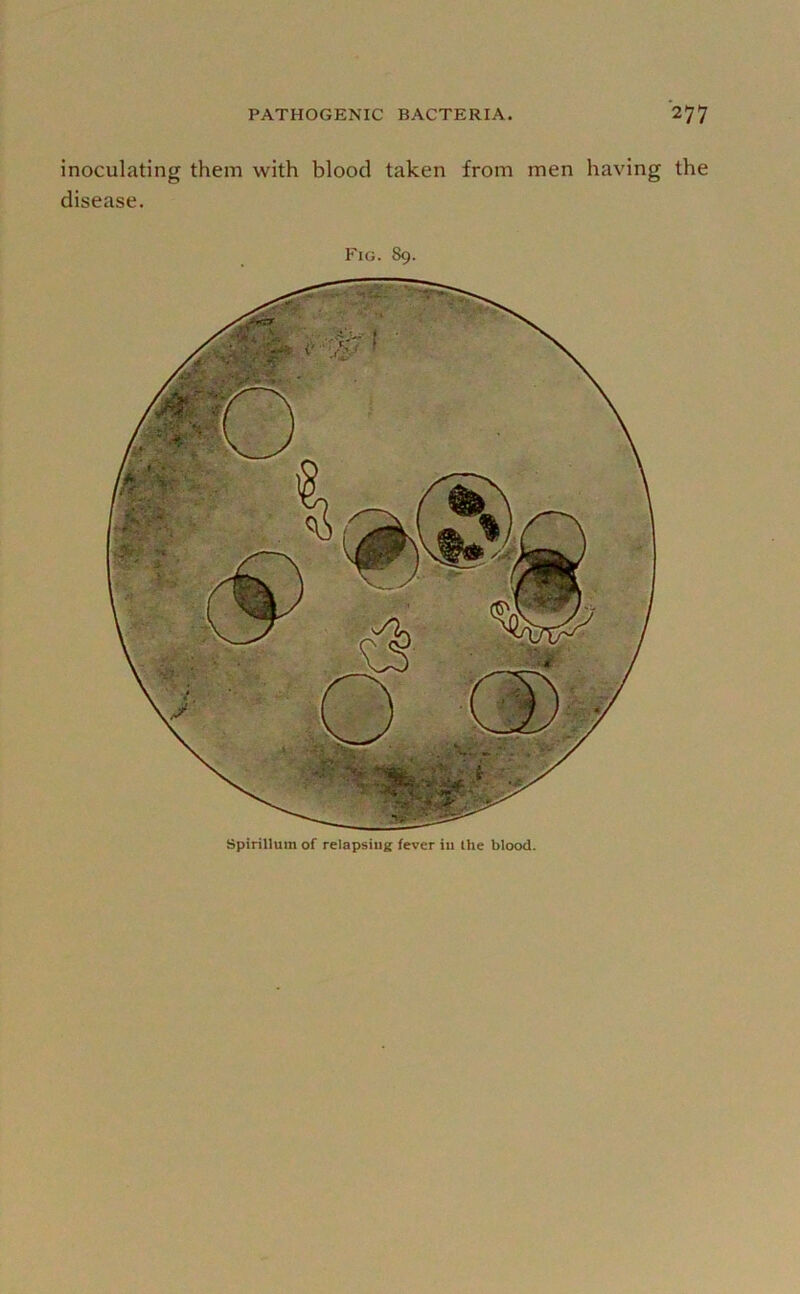 inoculating them with blood taken from men having the disease. Fig. S9. Spirillum of relapsing fever in the blood.