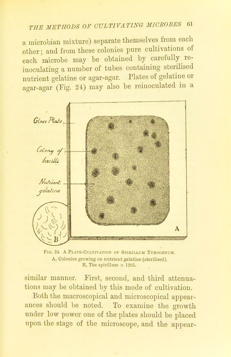 a microbial! mixtm-e) separate themselves from each other; and from these colonies pure cultivations of each microbe may be obtained by carefully re- inoculating a number of tubes containing sterUised nutrient gelatine or agar-agar. Plates of gelatine or agar-agar (Fig. 24) may also be reinoculated in a Pig. 24. A Plate-Cultivation of Spikillum Tyeogenum, A, Colonies growing on nutrient gelatine (sterilised). B, Tlie spirillum x 1265. similar manner. First, second, and third attenua- tions may be obtained by this mode of cultivation. Both the macroscopical and microscopical appear- ances should be noted. To examine the growth under low power one of the plates should be placed upon the stage of the microscope, and the appear-