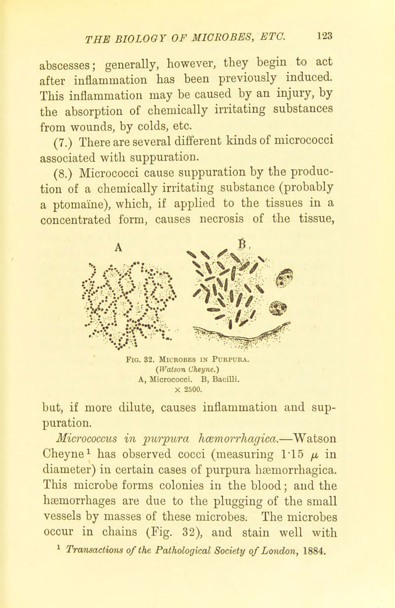abscesses; generally, however, they begin to act after inflammation has been previously induced. This inflammation may be caused by an injury, by the absorption of chemically irritating substances from wounds, by colds, etc. (7.) There are several different kinds of micrococci associated with suppuration. (8.) Micrococci cause suppuration by the produc- tion of a chemically irritating substance (probably a ptomaine), which, if applied to the tissues in a concentrated form, causes necrosis of the tissue, Fig. 32. Micbobes in Purpura. {Waison Vheyne.) A, Micrococci. B, Bacilli. X 2500. but, if more dilute, causes inflammation and sup- puration. Micrococcus in purpura hcemorrhagica.—Watson Cheyne^ has observed cocci (measuring ri5 fj, in diameter) in certain cases of purpura hcemorrhagica. This microbe forms colonies in the blood; and the haemorrhages are due to the plugging of the small vessels by masses of these microbes. The microbes occur in chains (Fig. 32), aud stain well with ^ Transactions of the Pathological Society of London, 1884.