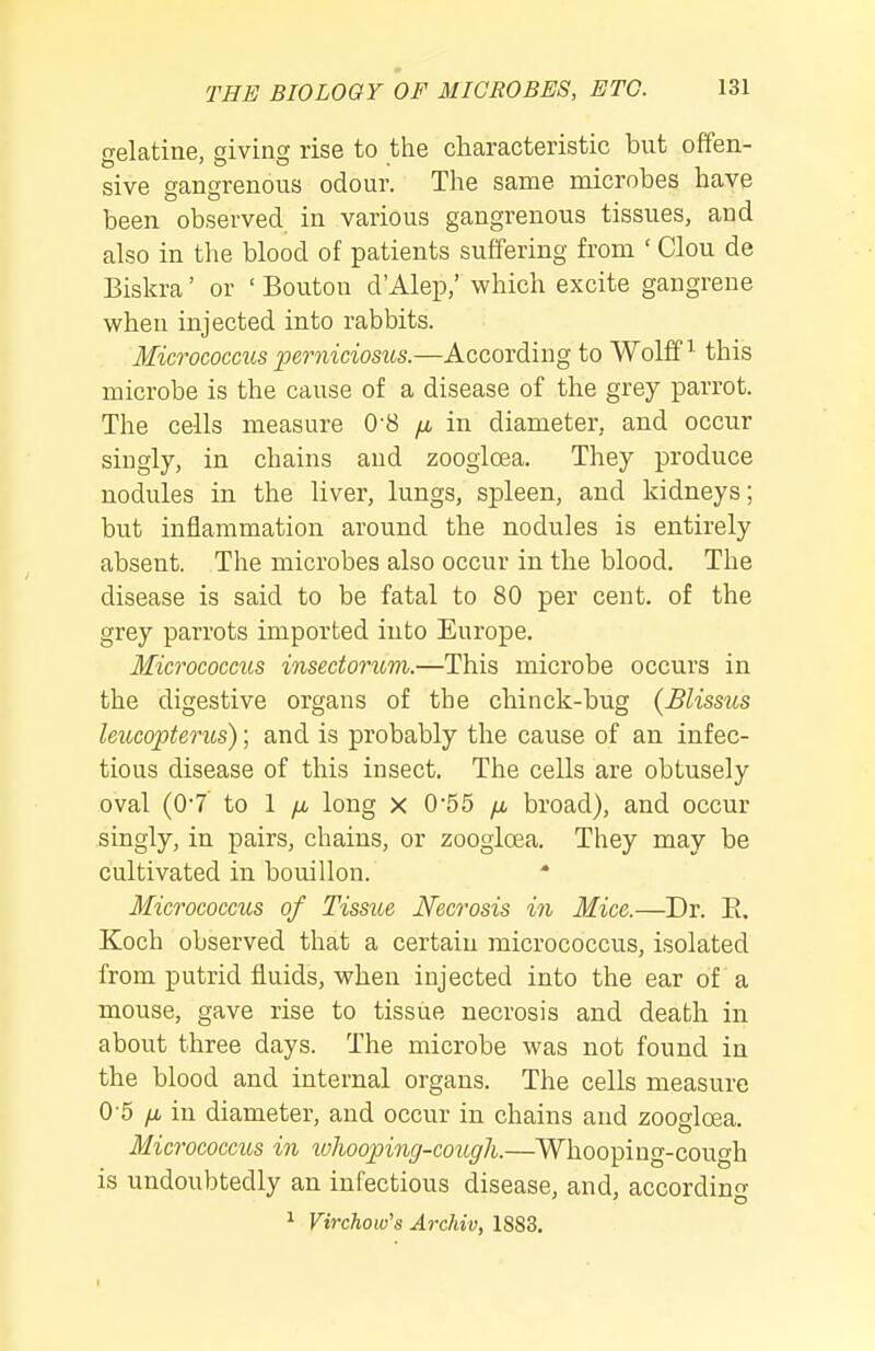 gelatine, giving rise to the cliaracteristic but offen- sive gangrenous odour. The same microbes have been observed in various gangrenous tissues, and also in the blood of patients suffering from ' Clou de Biskra' or ' Bouton d'Alep,' which excite gangrene when injected into rabbits. MicrococciLS ijerniciosus.—According to Wolffs this microbe is the cause of a disease of the grey parrot. The cells measure 0-8 /a in diameter, and occur singly, in chains and zoogioea. They produce nodules in the liver, lungs, spleen, and kidneys; but inflammation around the nodules is entirely absent. The microbes also occur in the blood. The disease is said to be fatal to 80 per cent, of the grey parrots imported into Europe. Micrococcus insectorum.—This microbe occurs in the digestive organs of the chinck-bug {Blissus leucopterus); and is probably the cause of an infec- tious disease of this insect. The cells are obtusely oval (0'7 to 1 yu. long x 0'55 jx broad), and occur singly, in pairs, chains, or zoogioea. They may be cultivated in bouillon. Micrococcus of Tissue Necrosis in Mice.—Dr. E. Koch observed that a certain micrococcus, isolated from putrid fluids, when injected into the ear of a mouse, gave rise to tissue necrosis and death in about three days. The microbe was not found in the blood and internal organs. The cells measure 0-5 yu, in diameter, and occur in chains and zoogioea. Micrococcus in ivJwoping-cough.—Whooping-cough is undoubtedly an infectious disease, and, accordin ^ Virchow'a ArcUvy 1883.